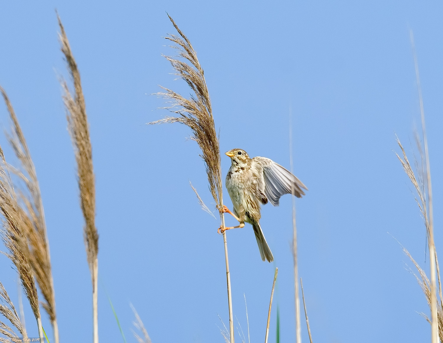 Strillozzo (Emberiza Calandra)