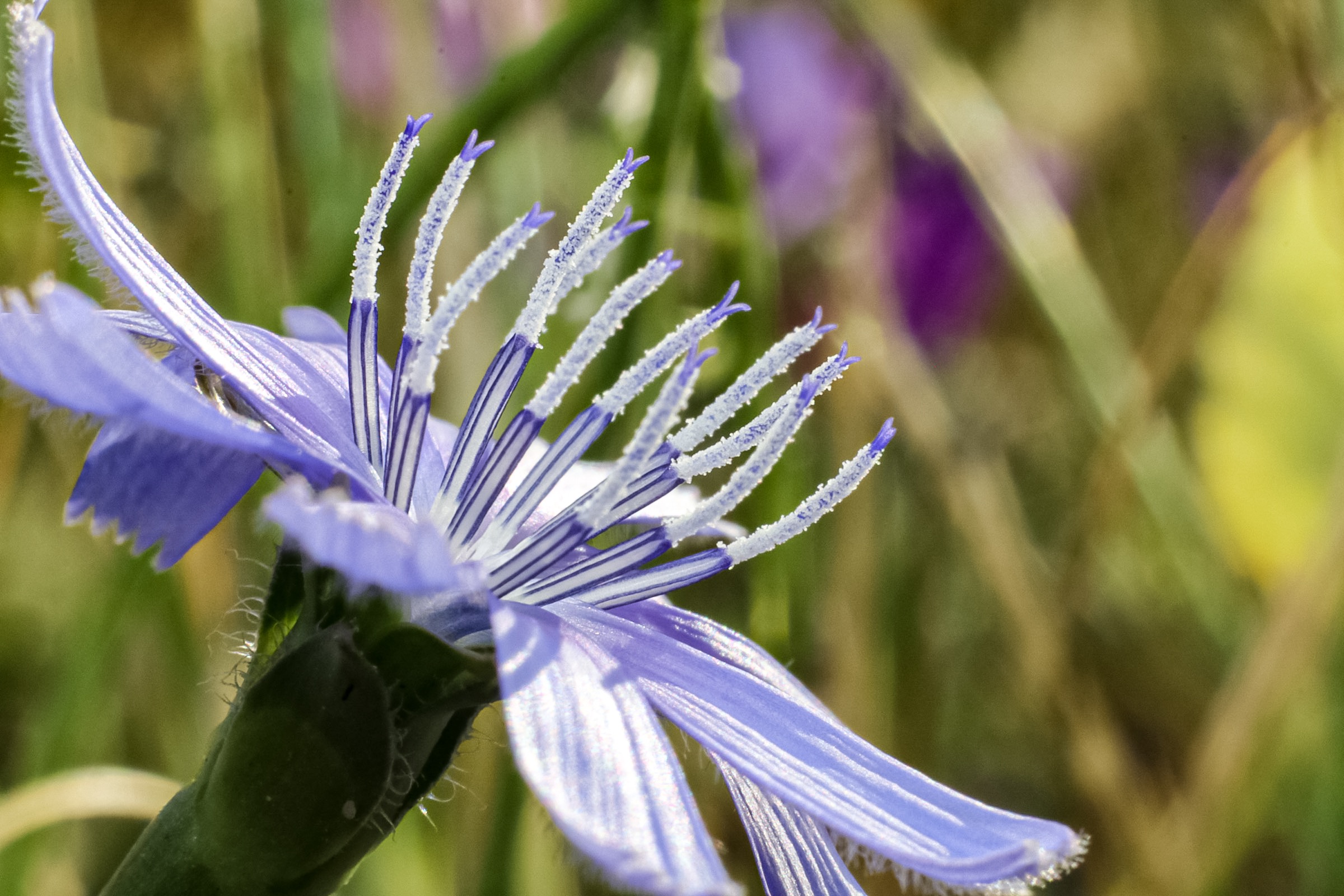 Cichorium intybus