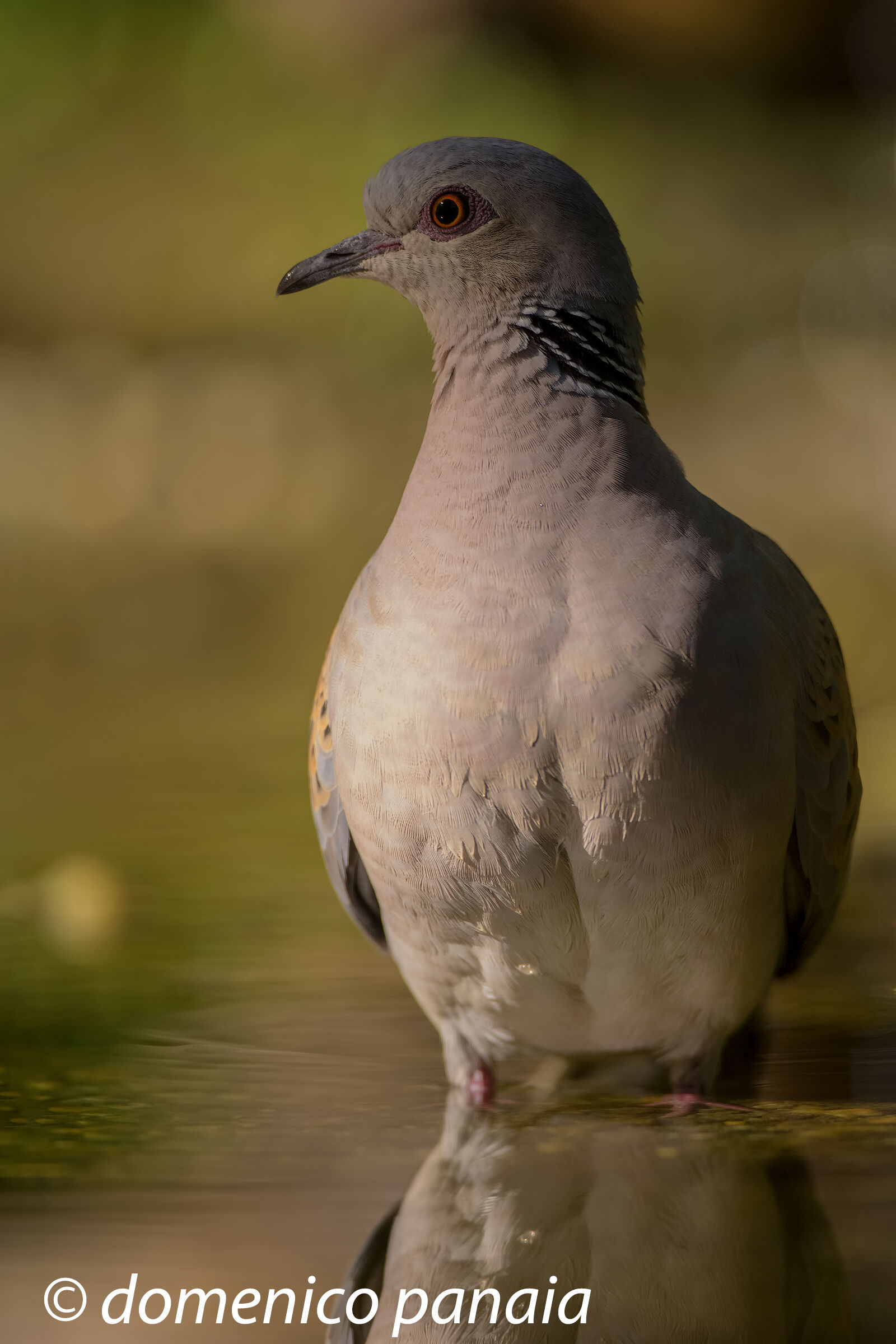 tortora selvatica al tramonto
