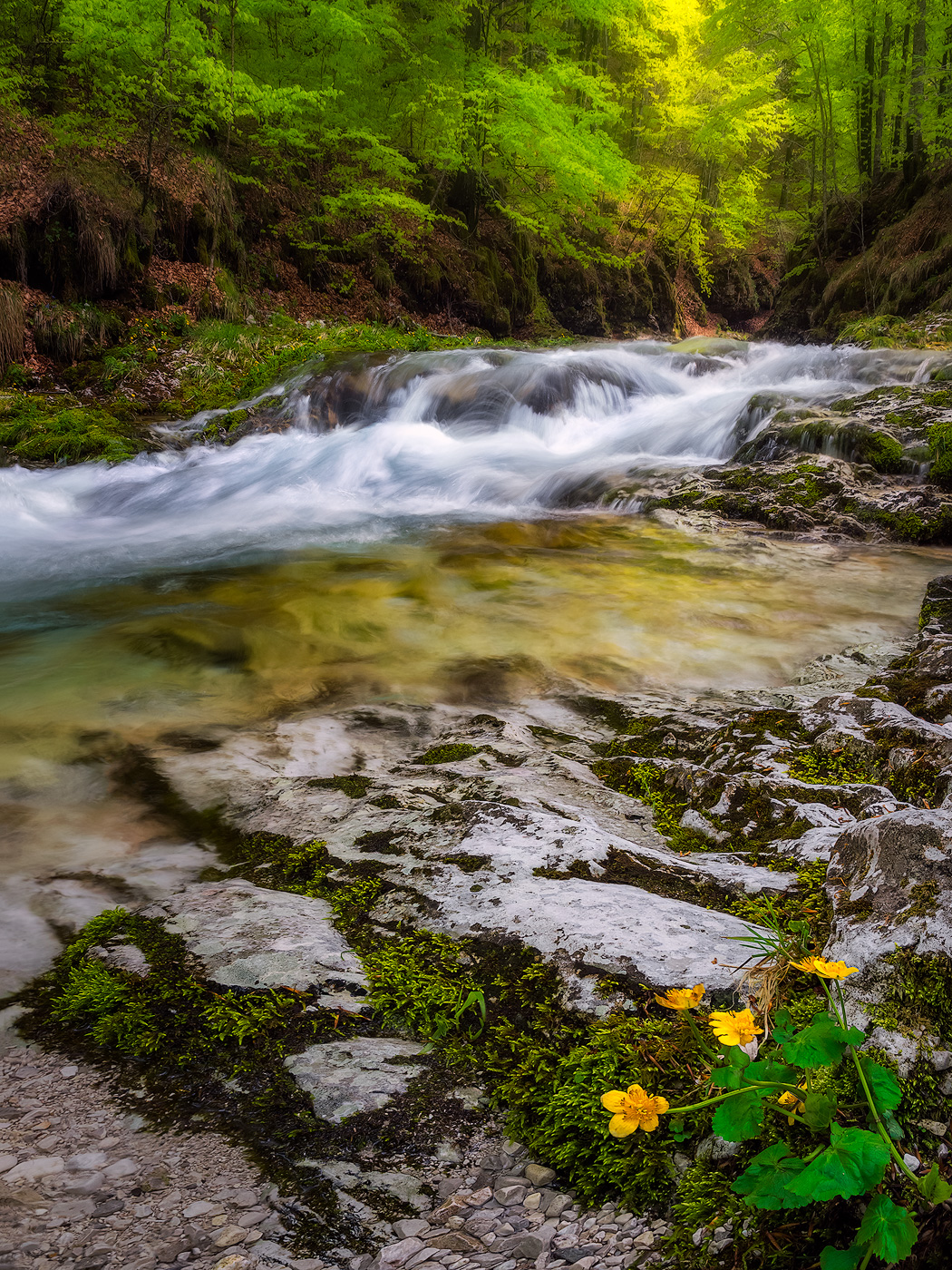 Accenni di primavera