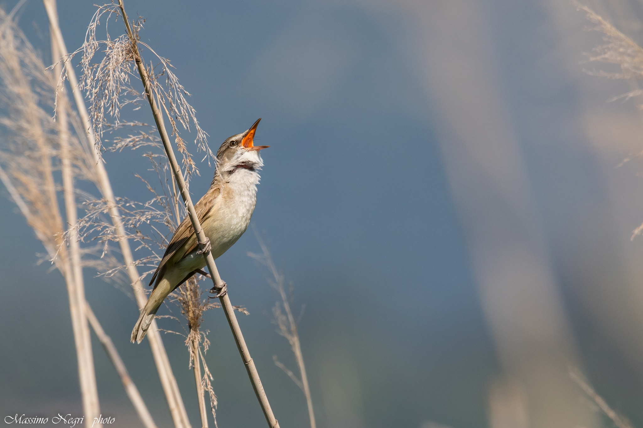 Great Reed Warbler