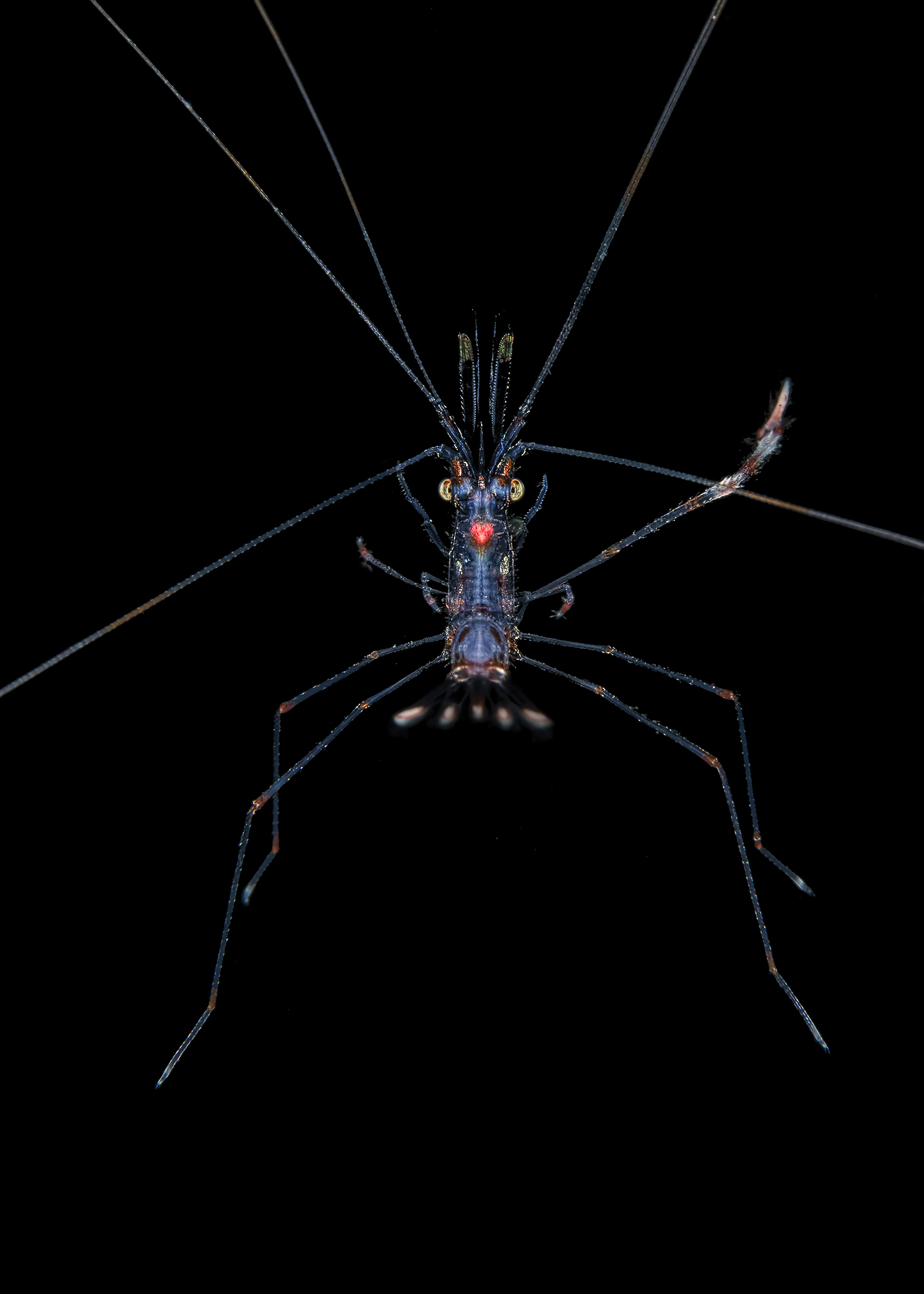 Shrimp in larval phase