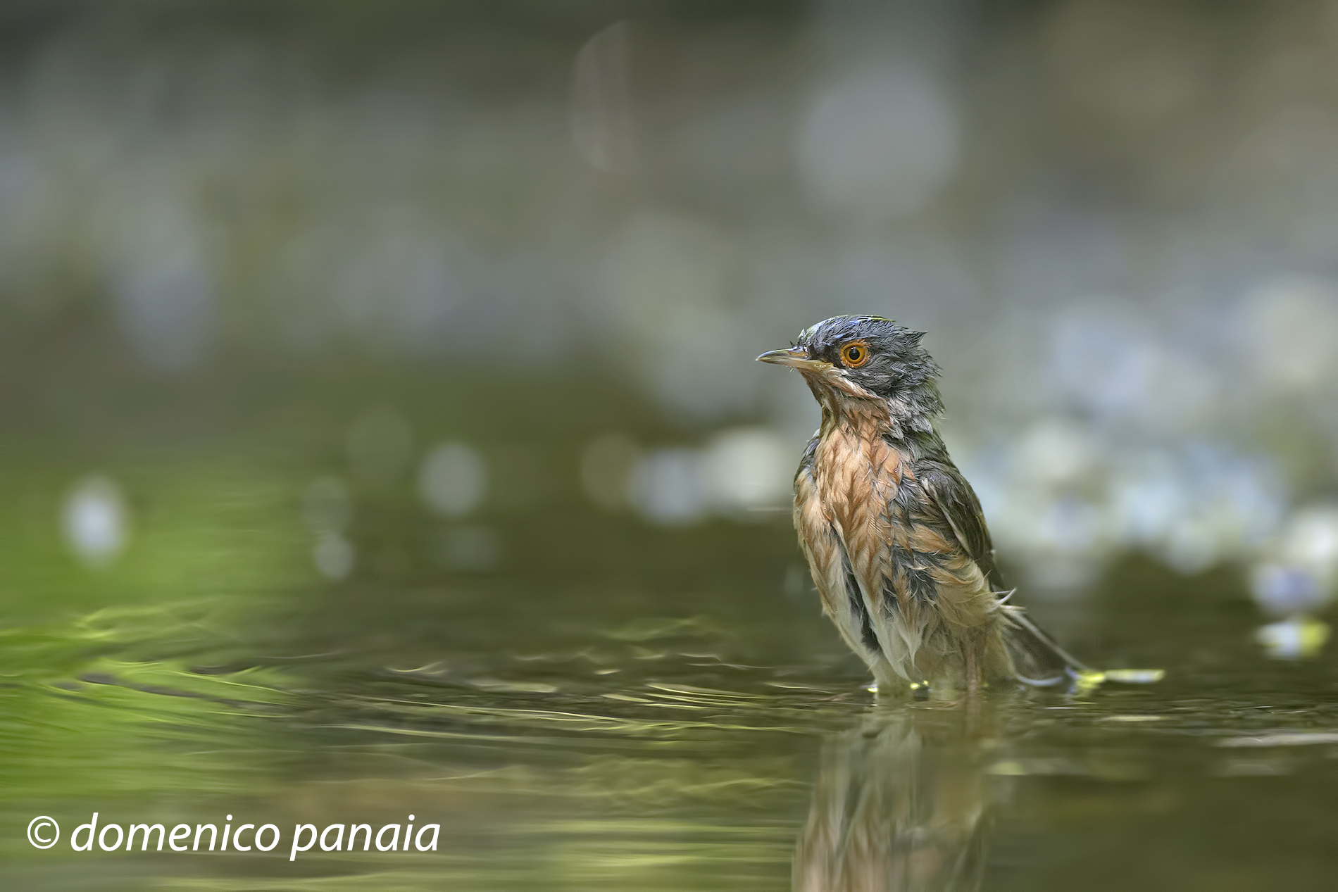 sterpazzolina impettita