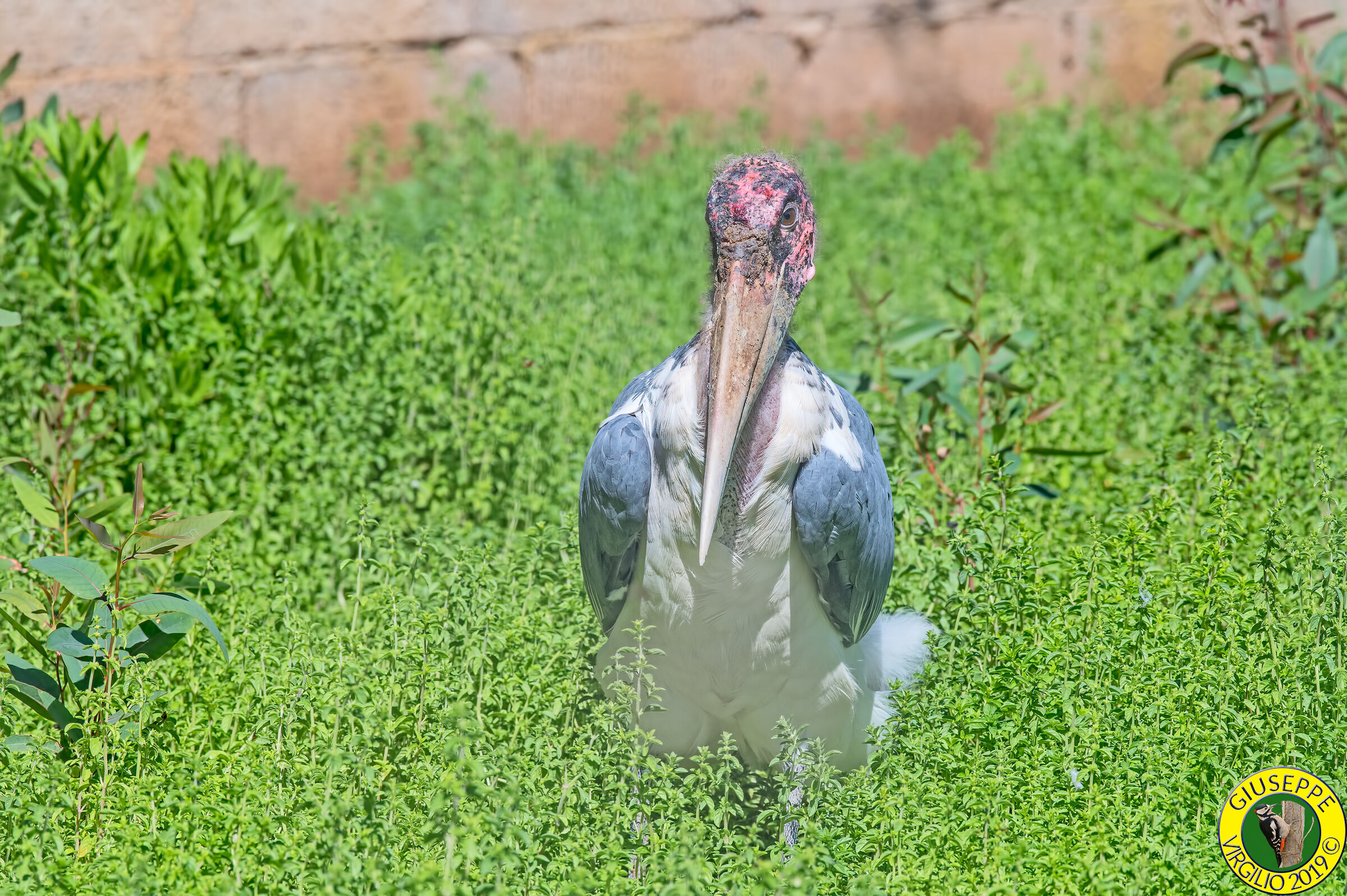 Marabu' in cattivita' (Sardegna 2019)