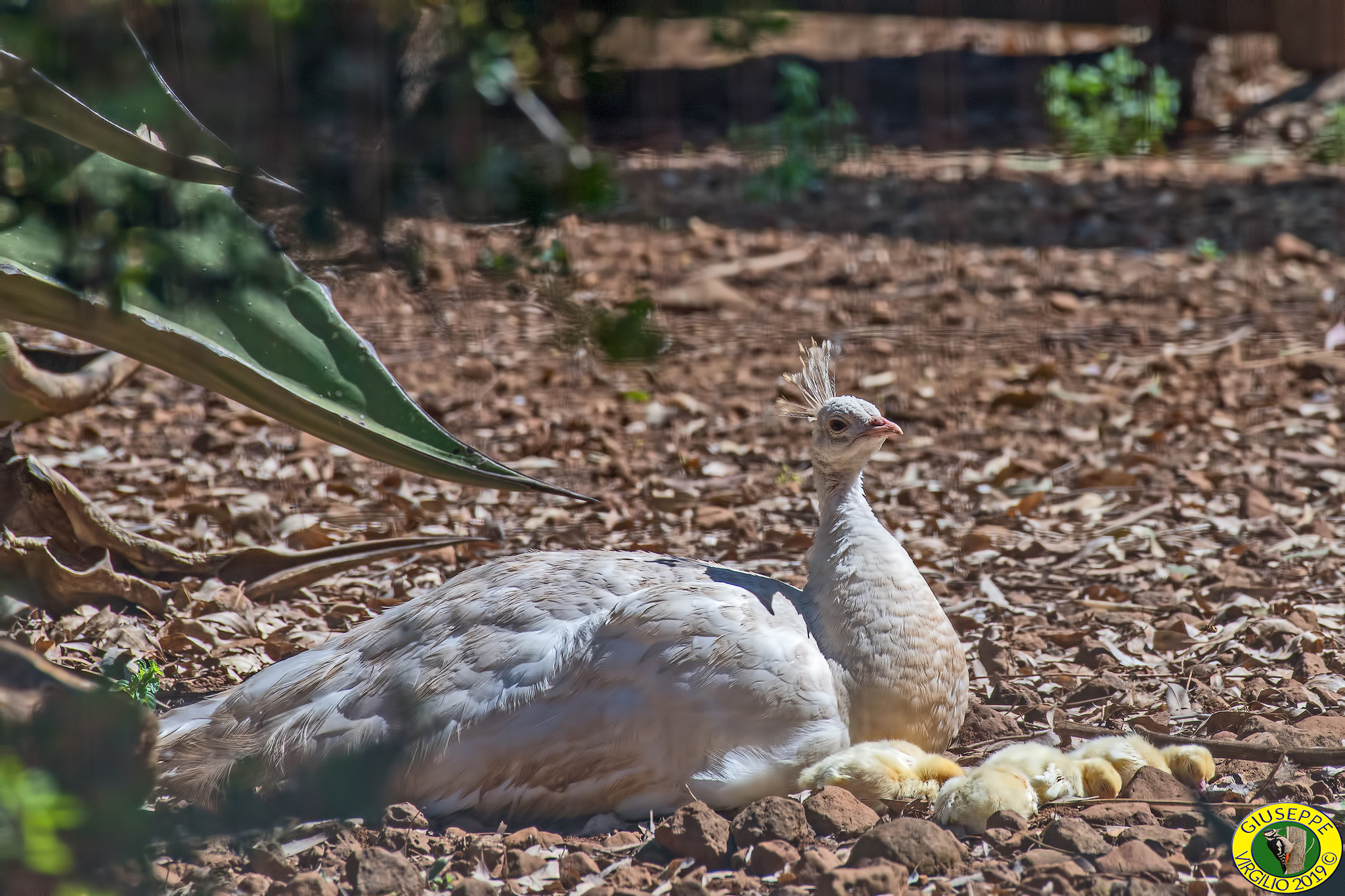 Pavone Bianco in Cattivita' (Sardegna ) 2019