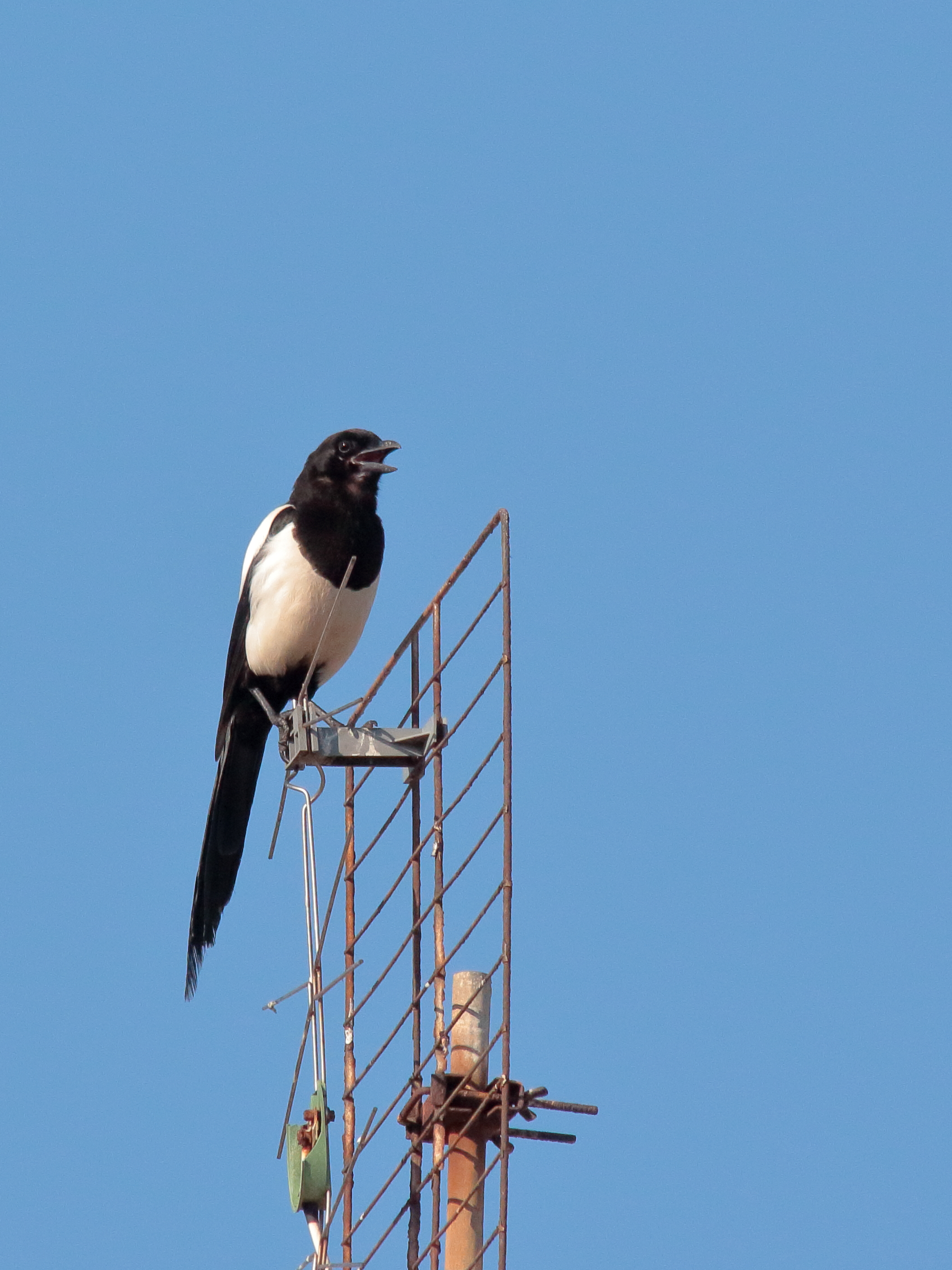 Gazza Ladra  (pica pica)