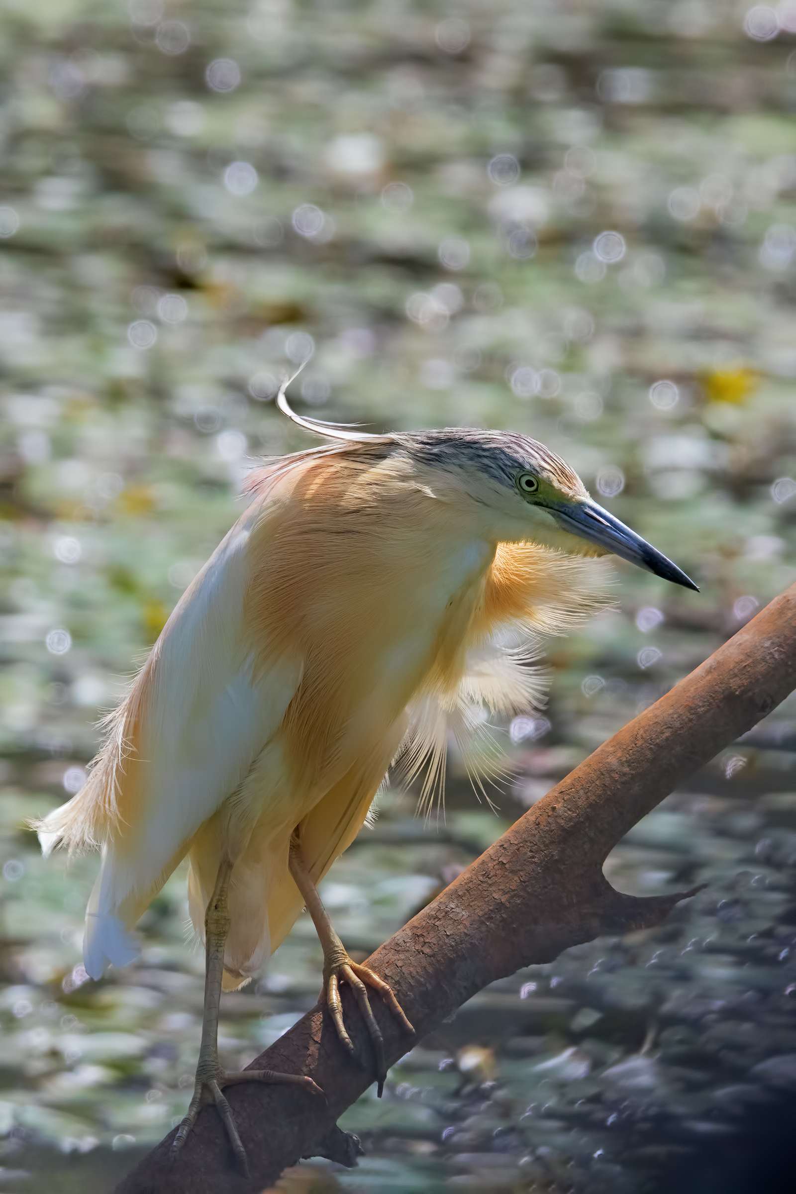 Between Shadows & Light