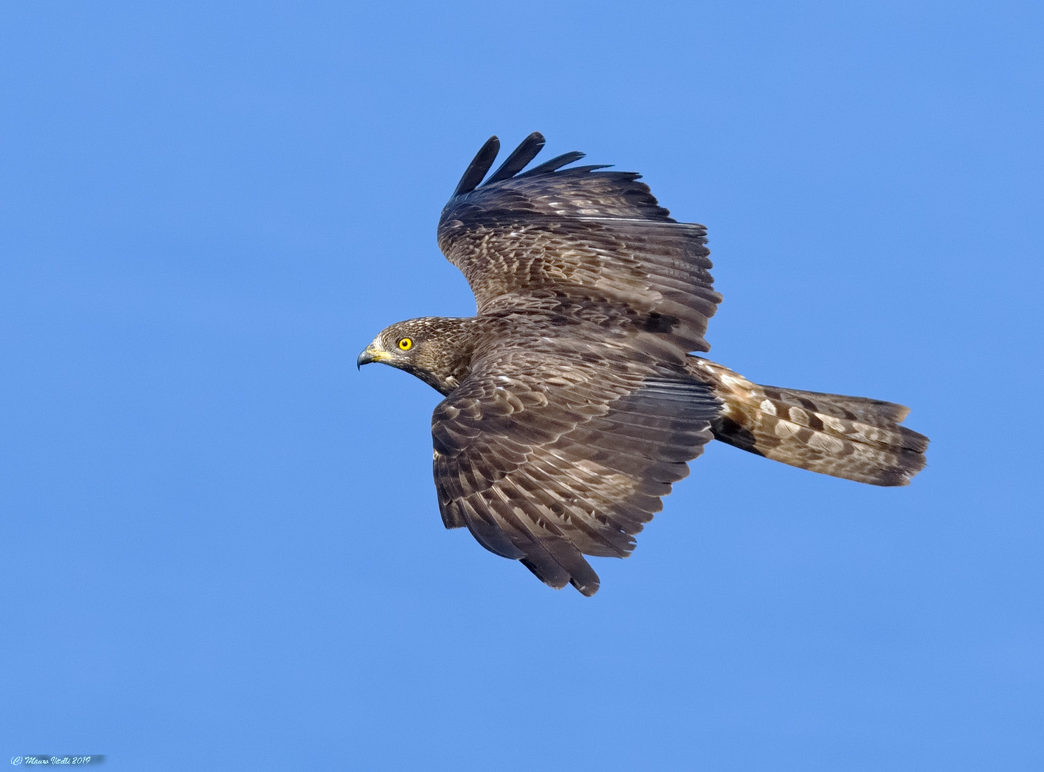 Pecchiaiolo Falcon (Pernis Apivorus)