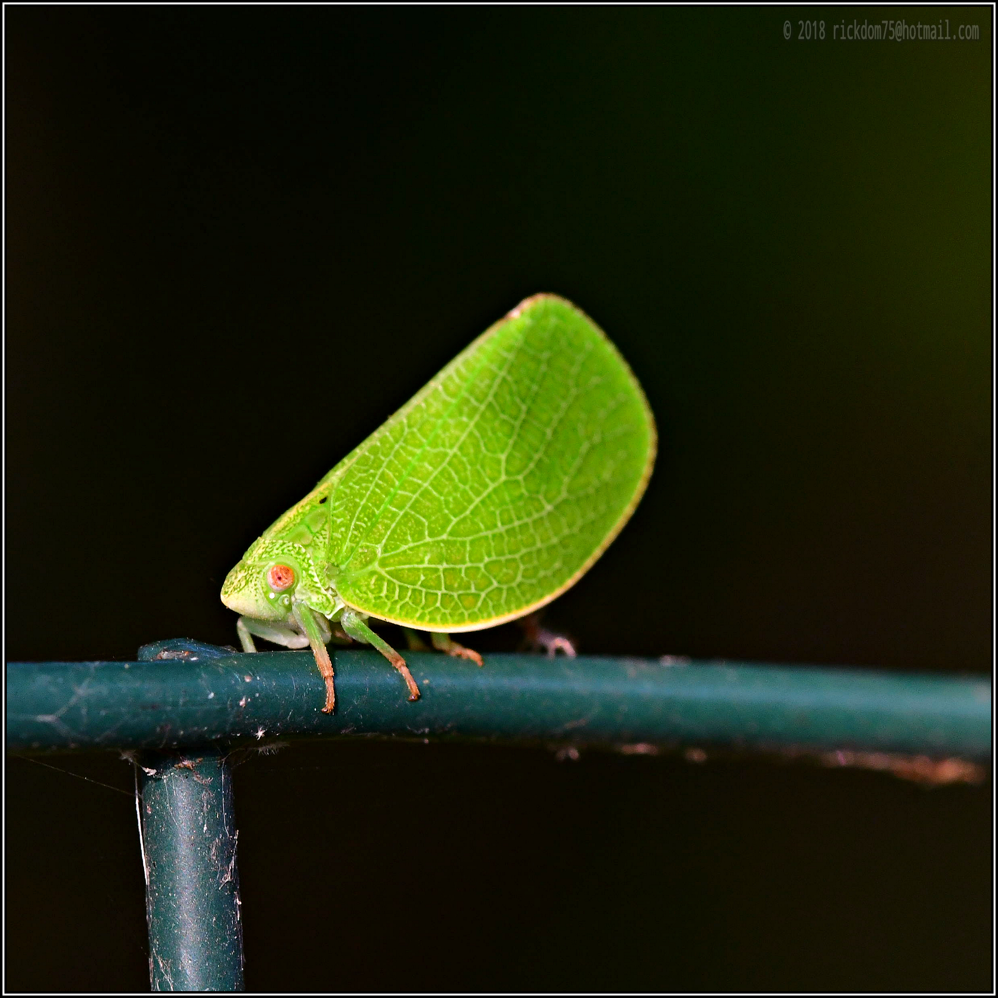 Legged Leaf