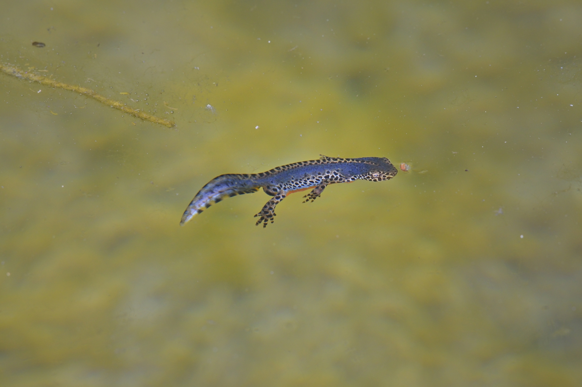 Alpine Newt