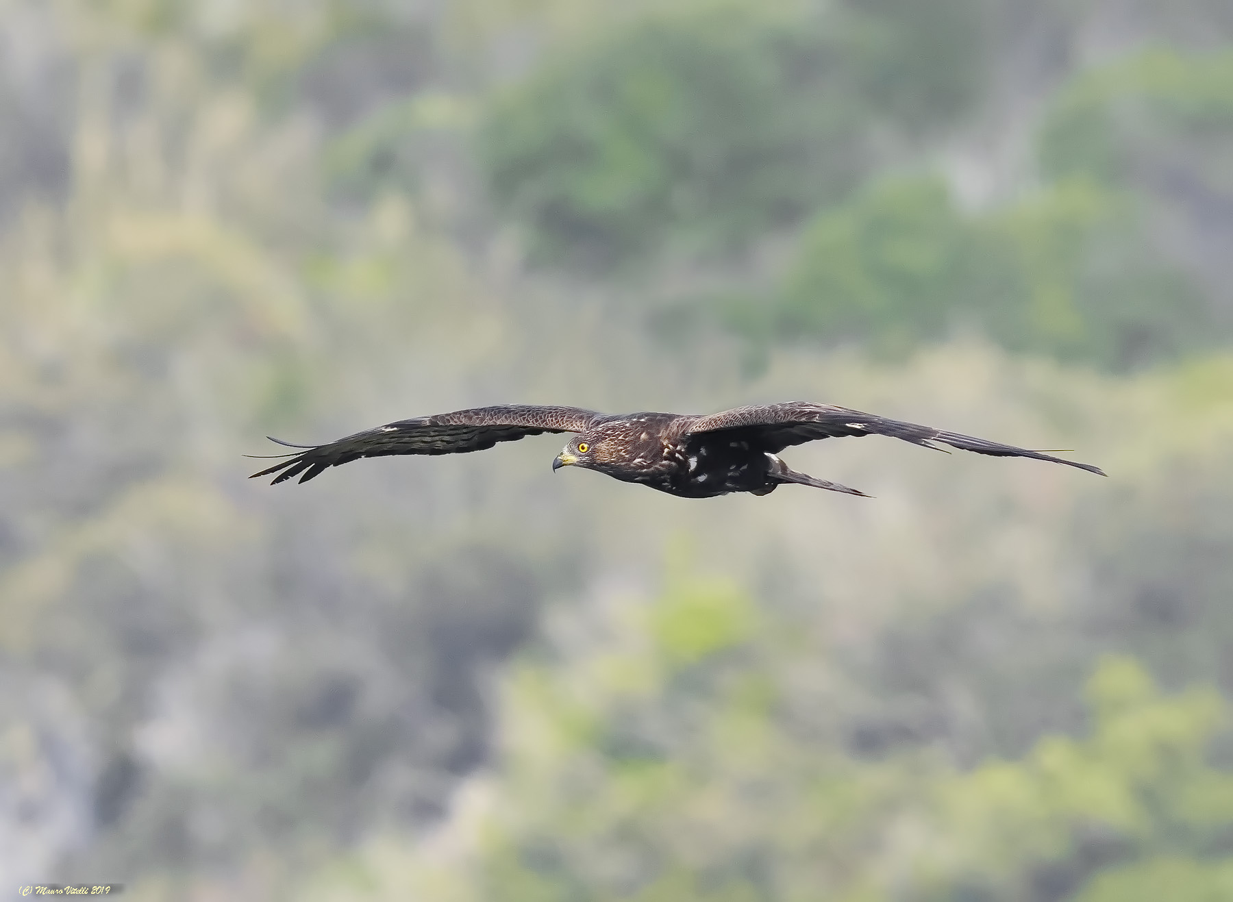 Pecchiaiolo Falcon (Pernis Apivorus)