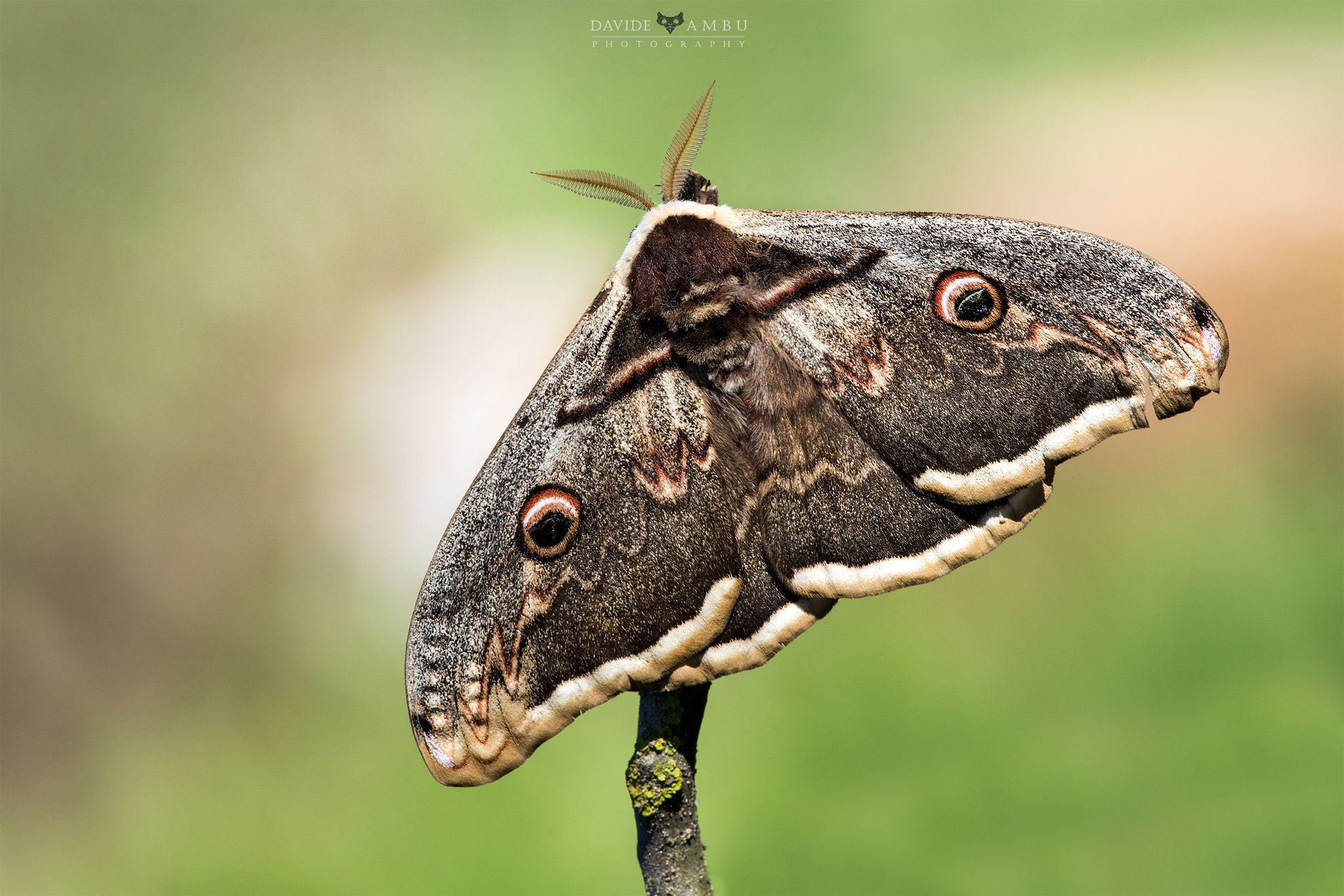 The immense Saturnia of the Pero