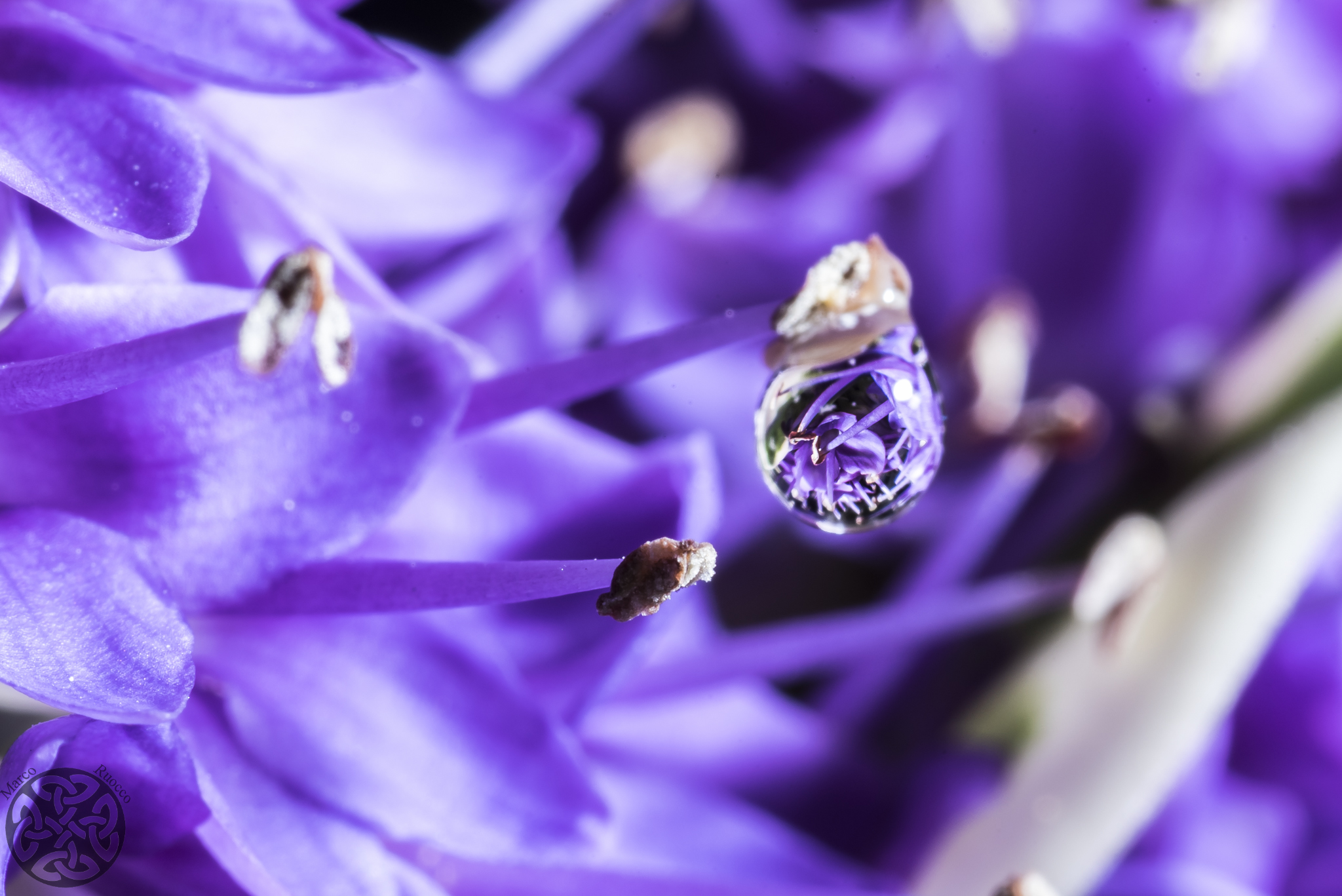 Droplet on Veronica Flower