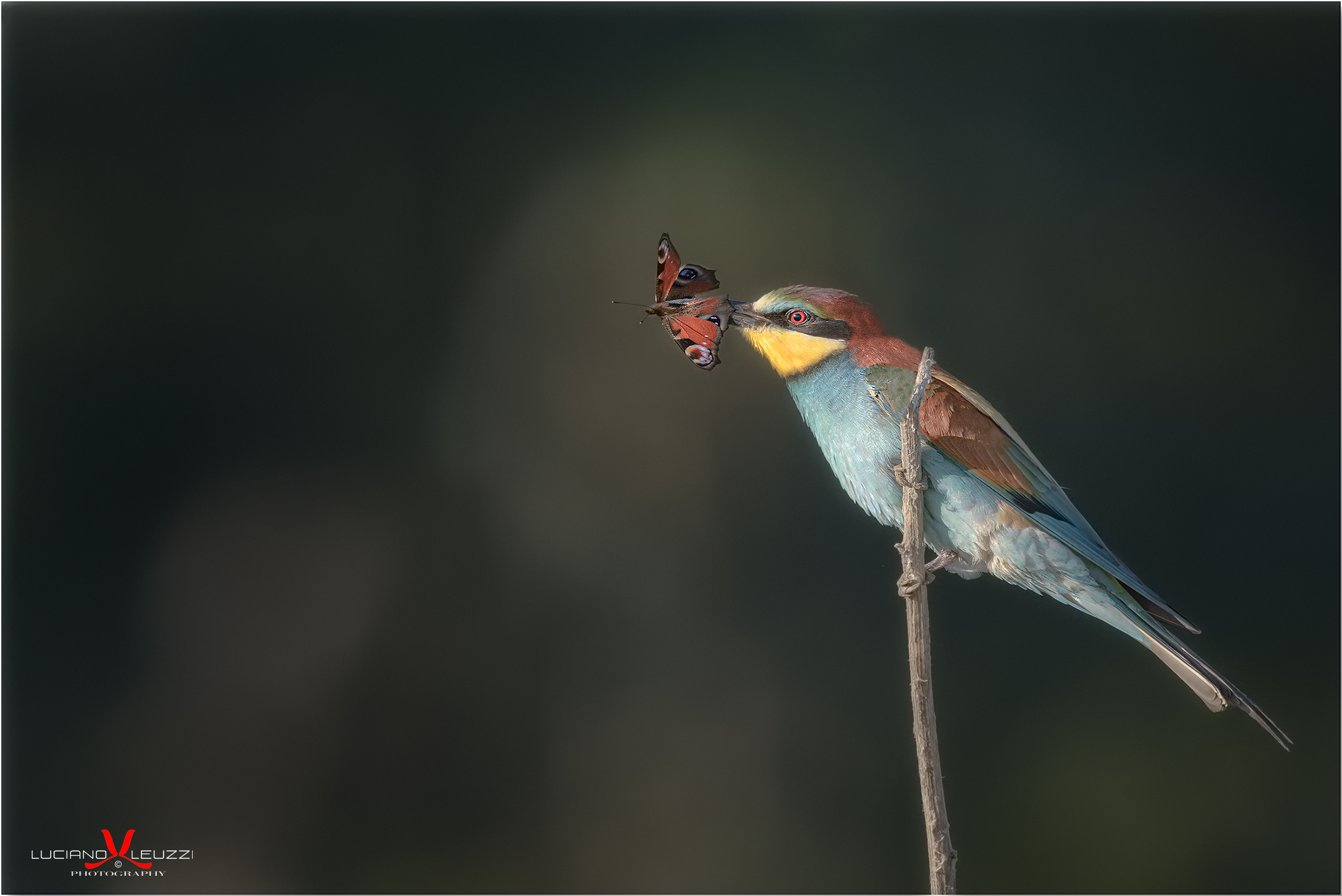 Bee-eater