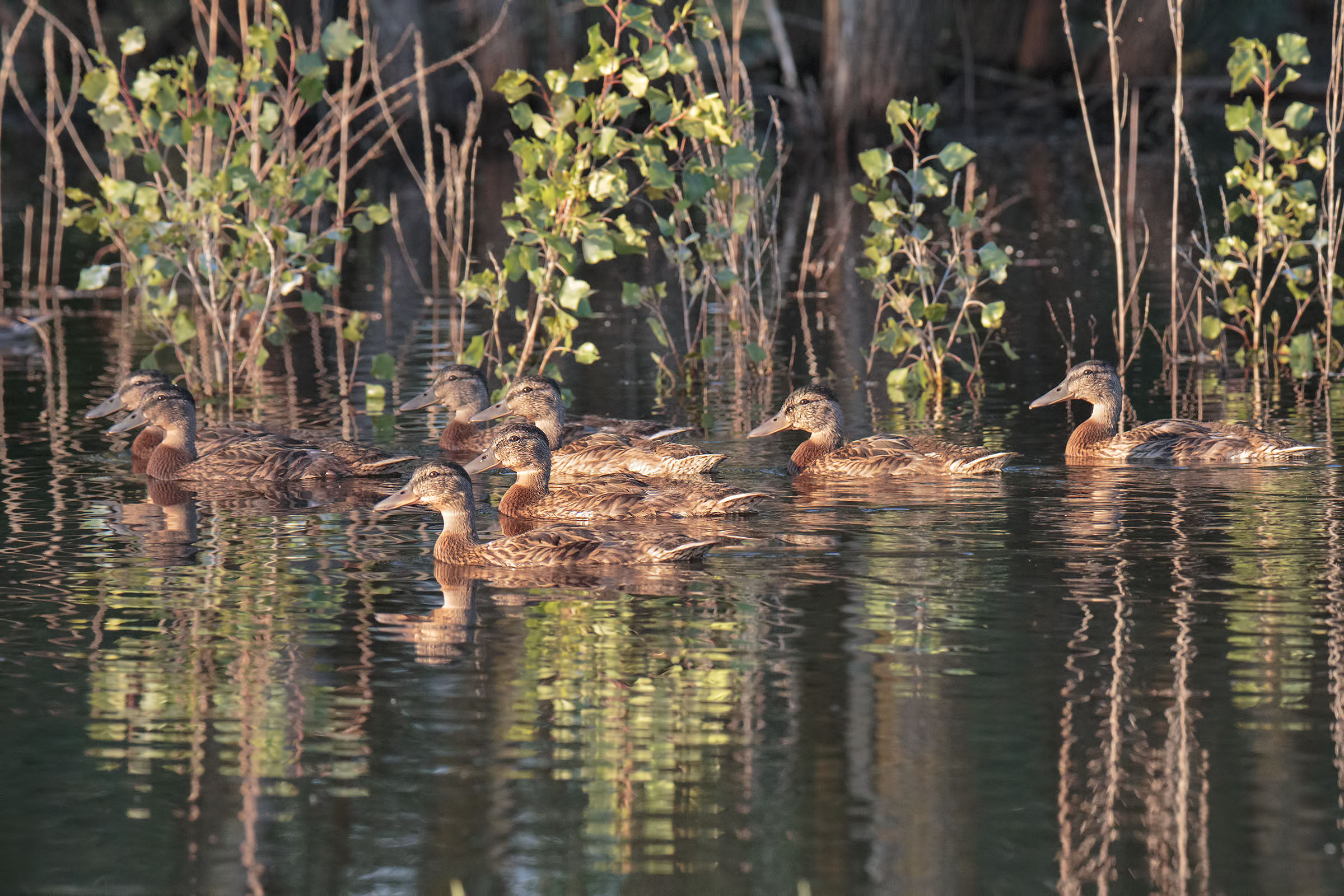 A group of sneezing