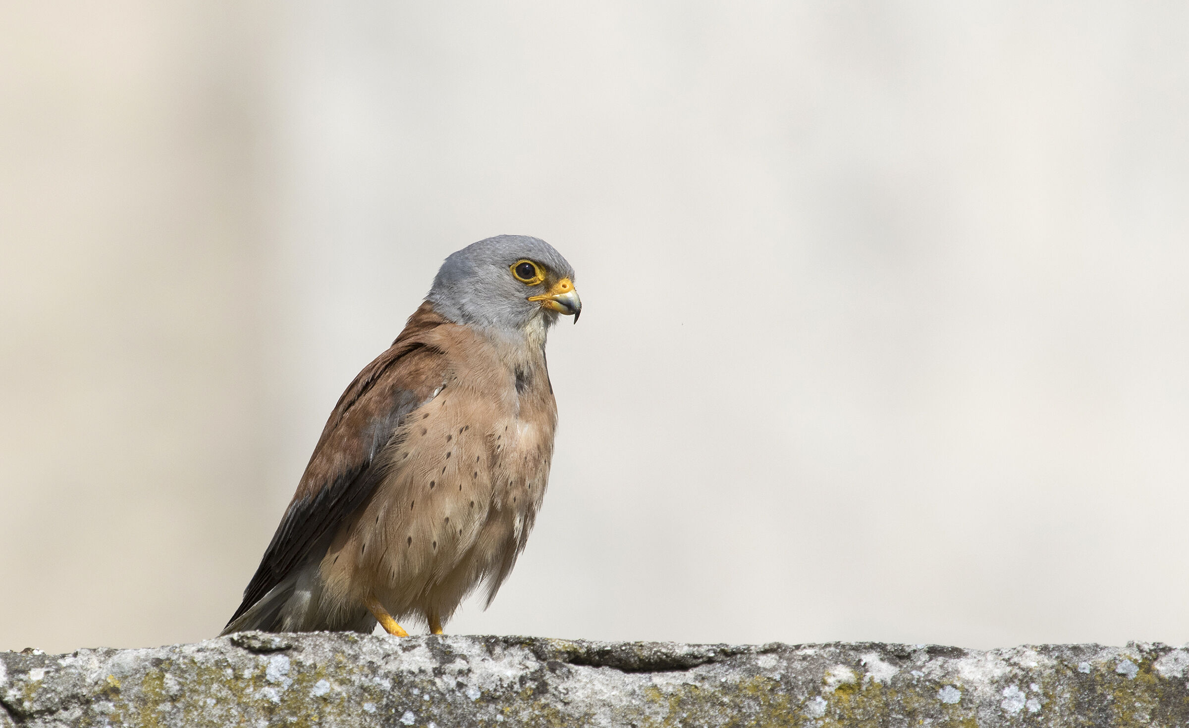 Lesser Kestrel