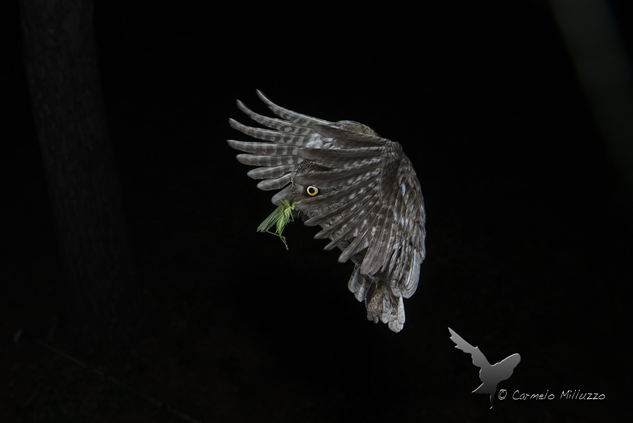 Assiolo _ Otus scops _