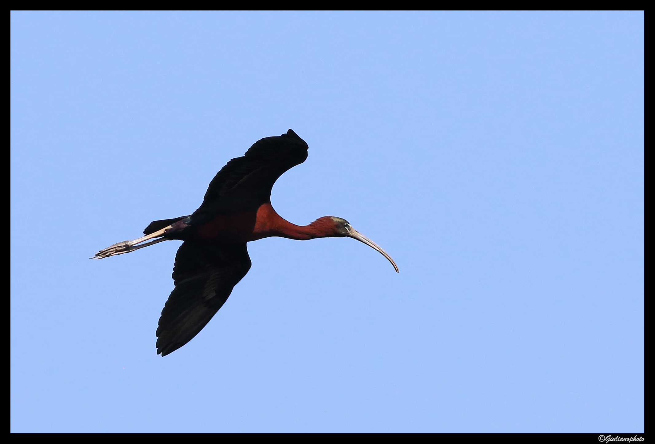 Glossy IBIS