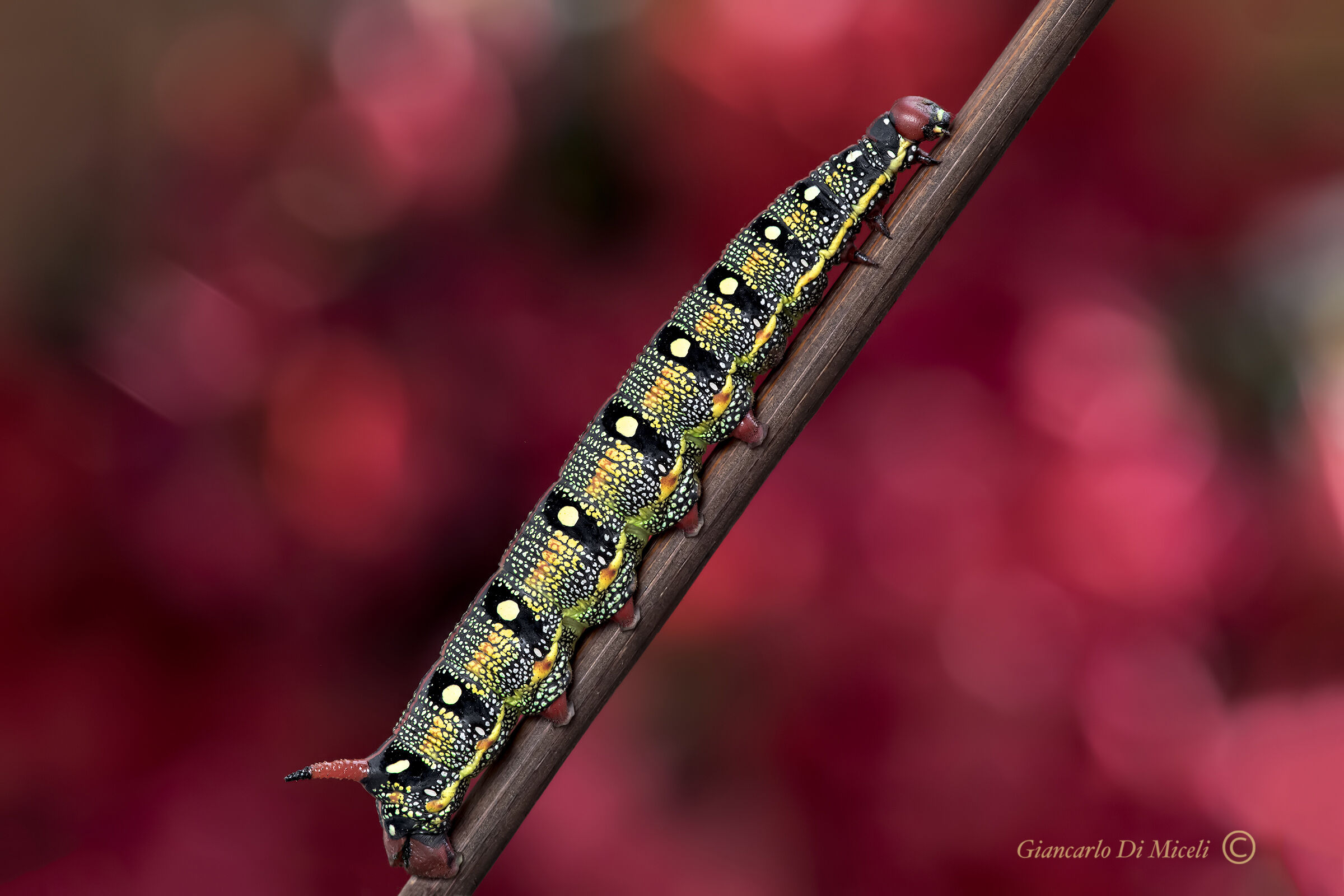 Euphorbia sphinx Caterpillar