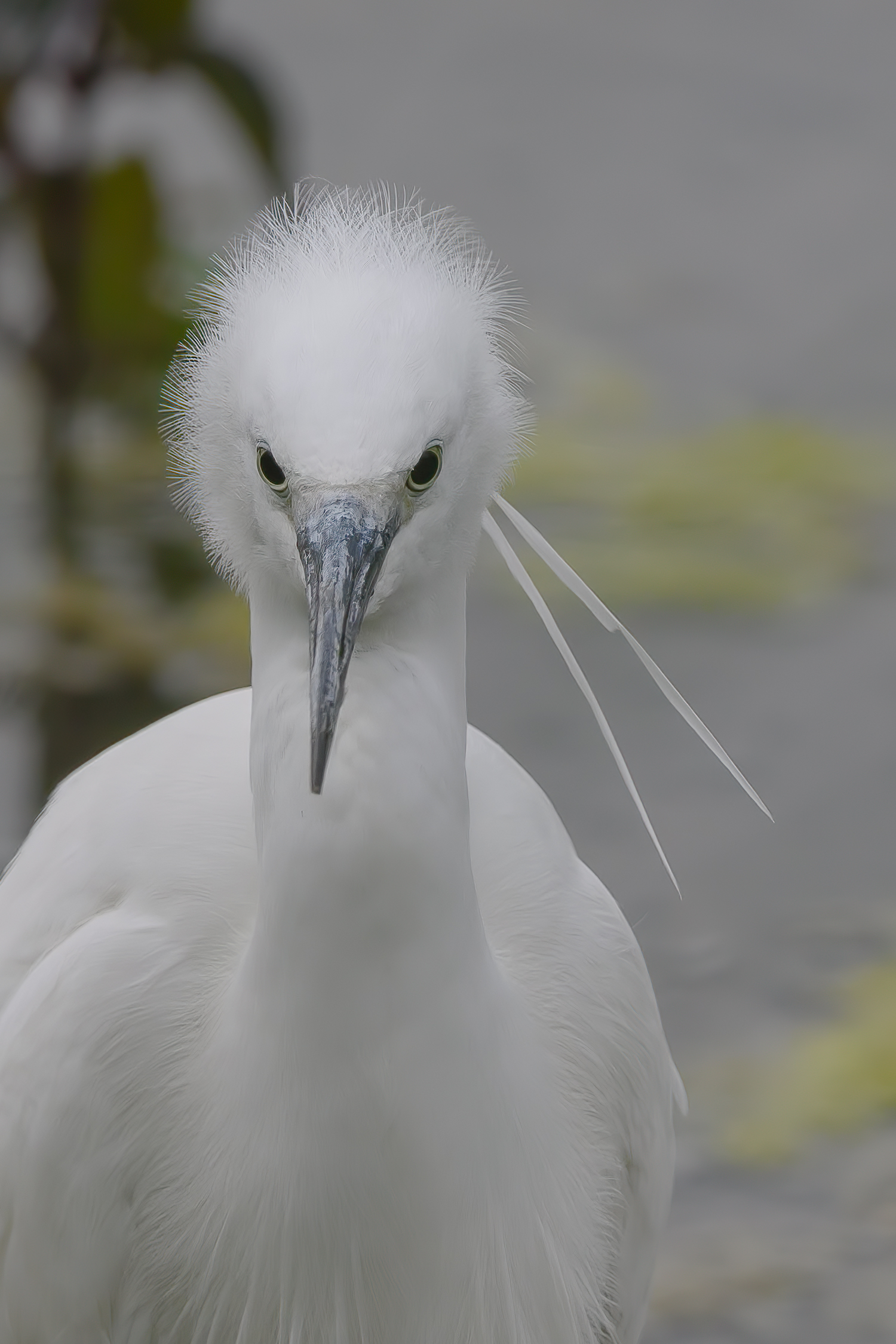 Egret