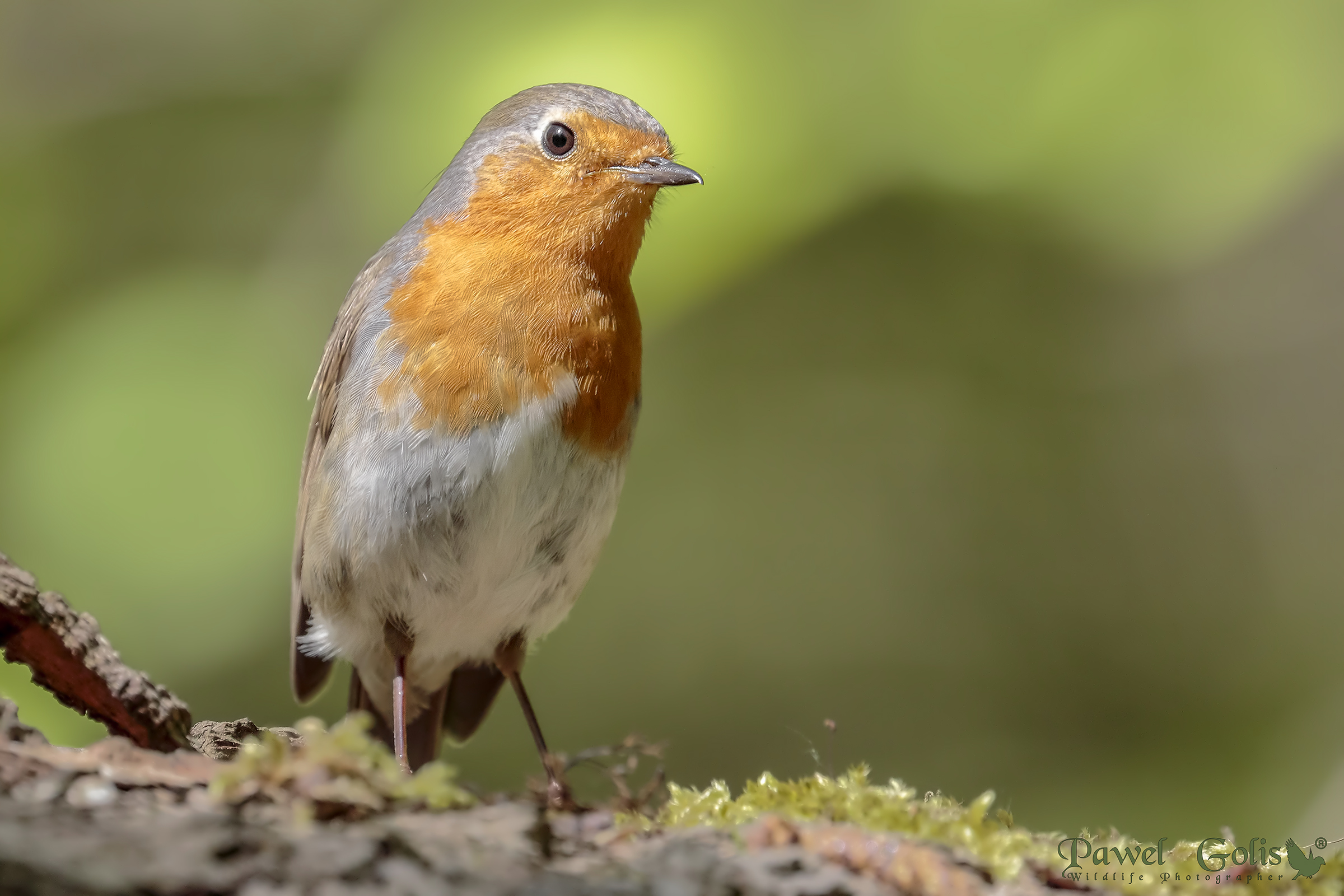 Pettirosso europeo (Erithacus rubecula)