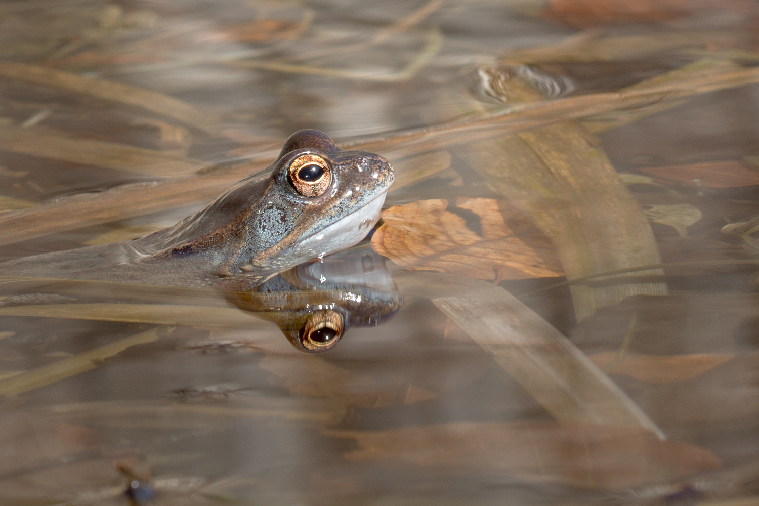 Frog reflexion