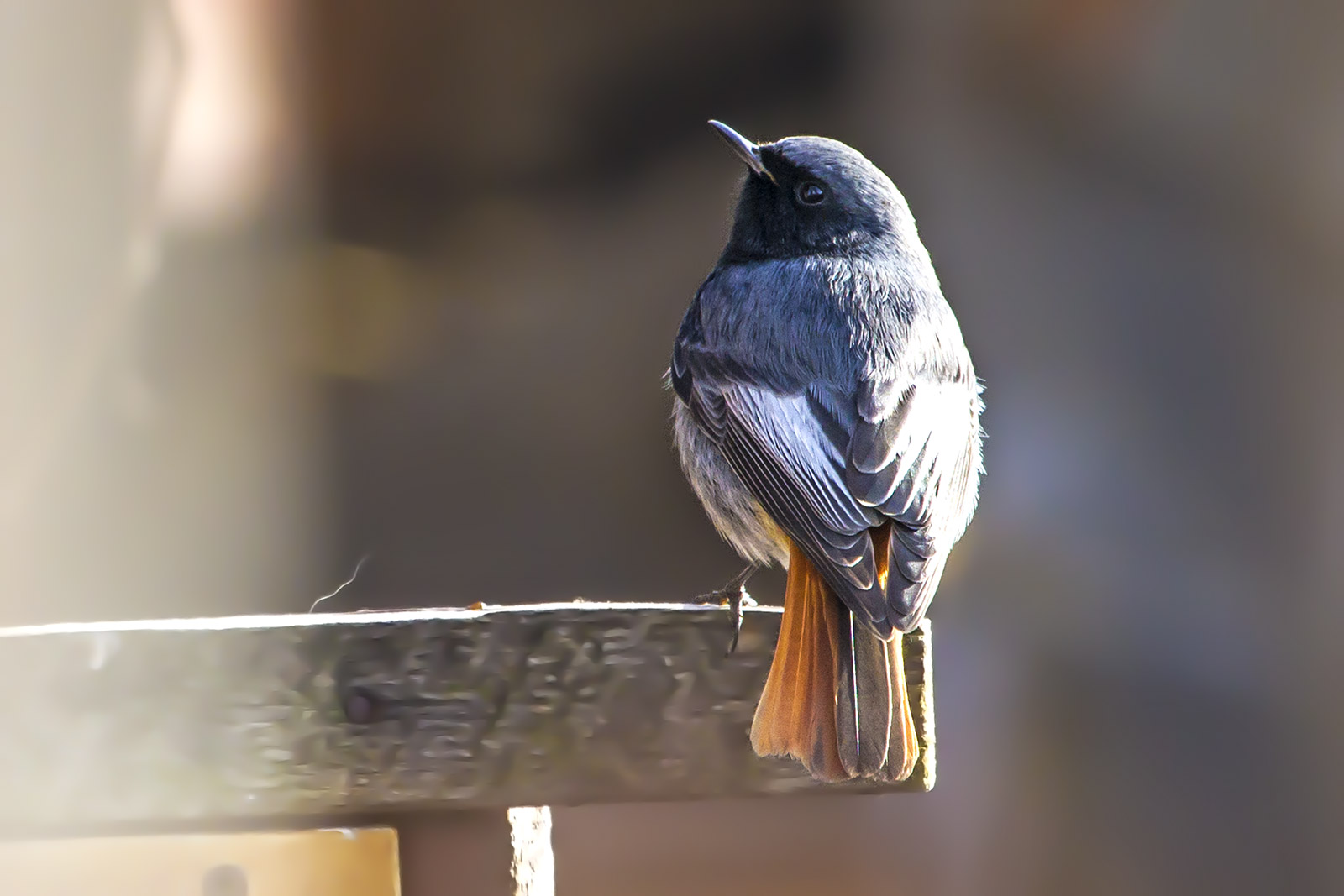 Codirosso Spazzacamino