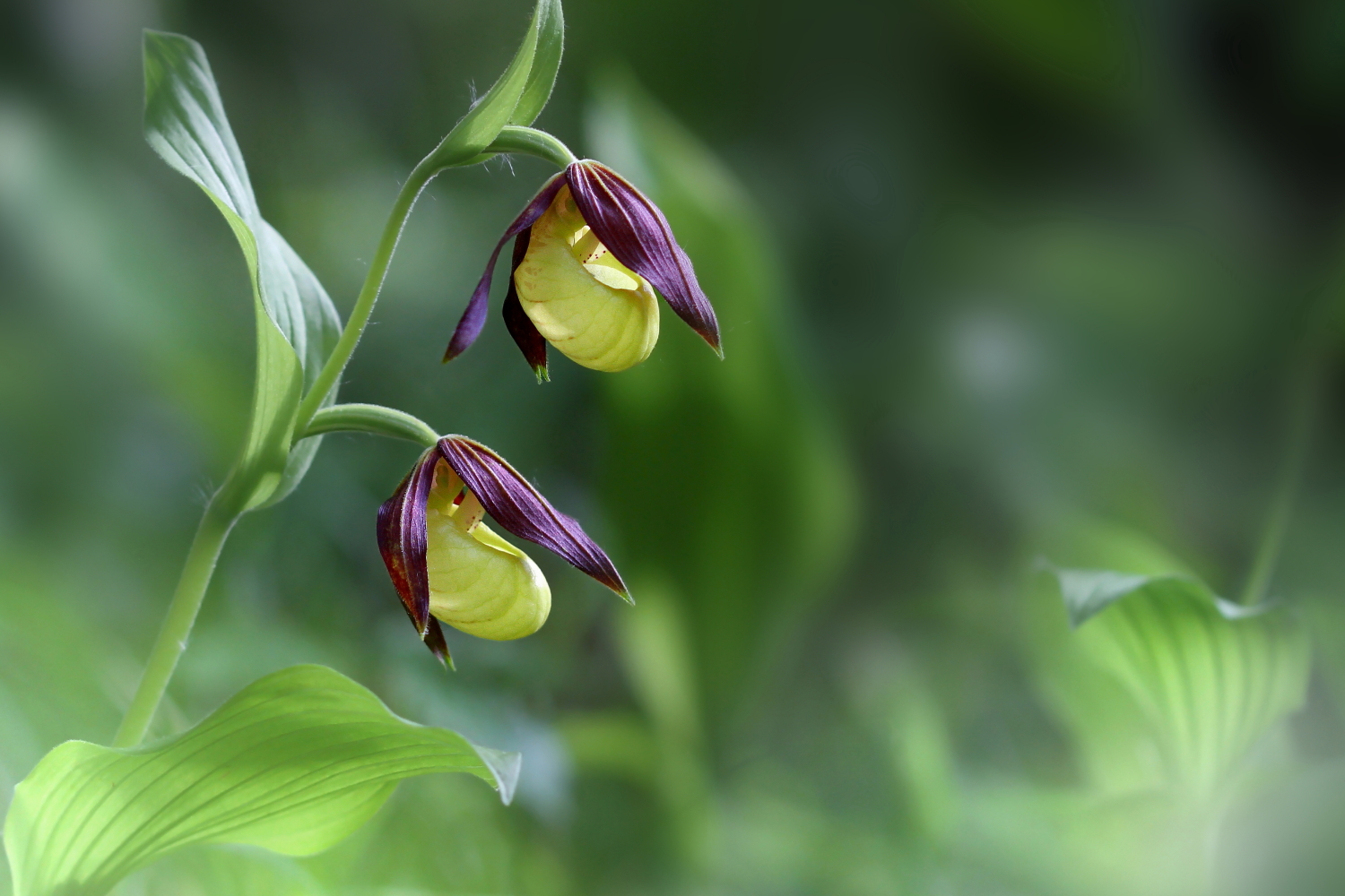 Scarpetta della Madonna