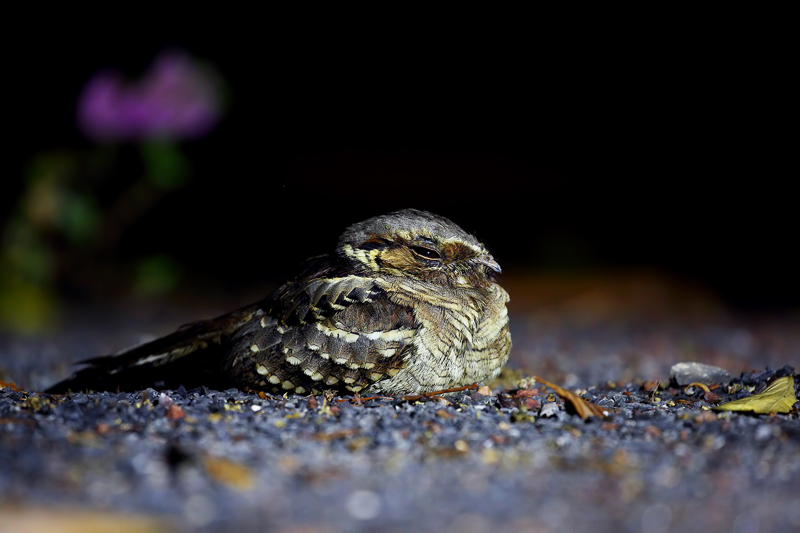 Nightjar White Neck