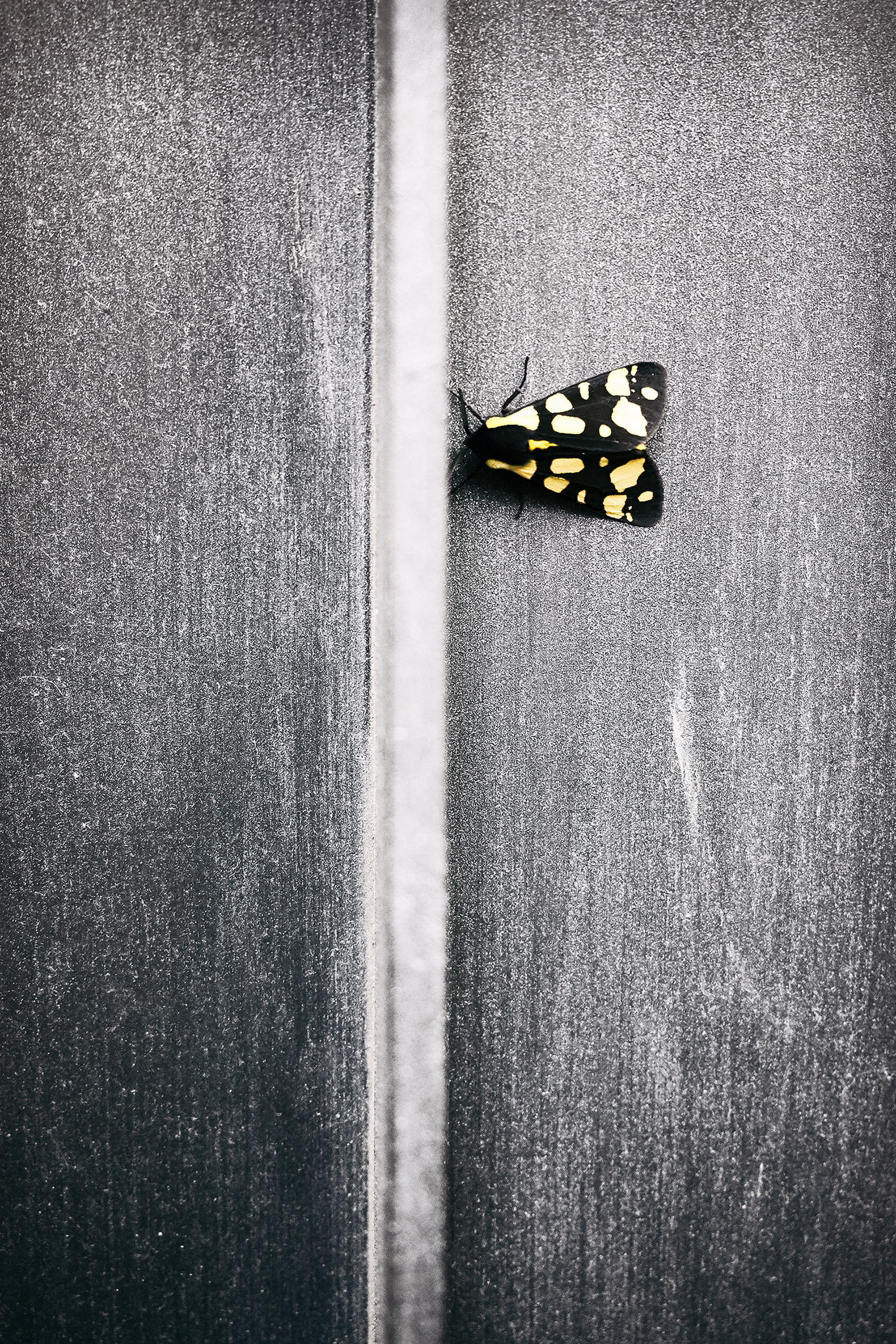 Bandiera libertaria...“Dont tread on me”