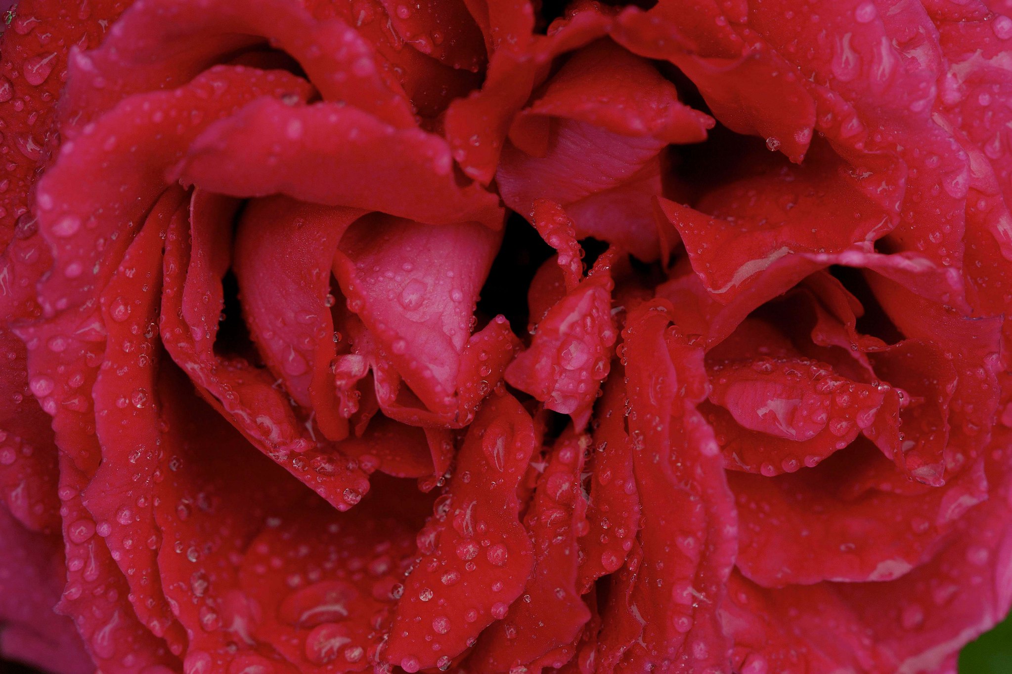 Dew... like Stardust