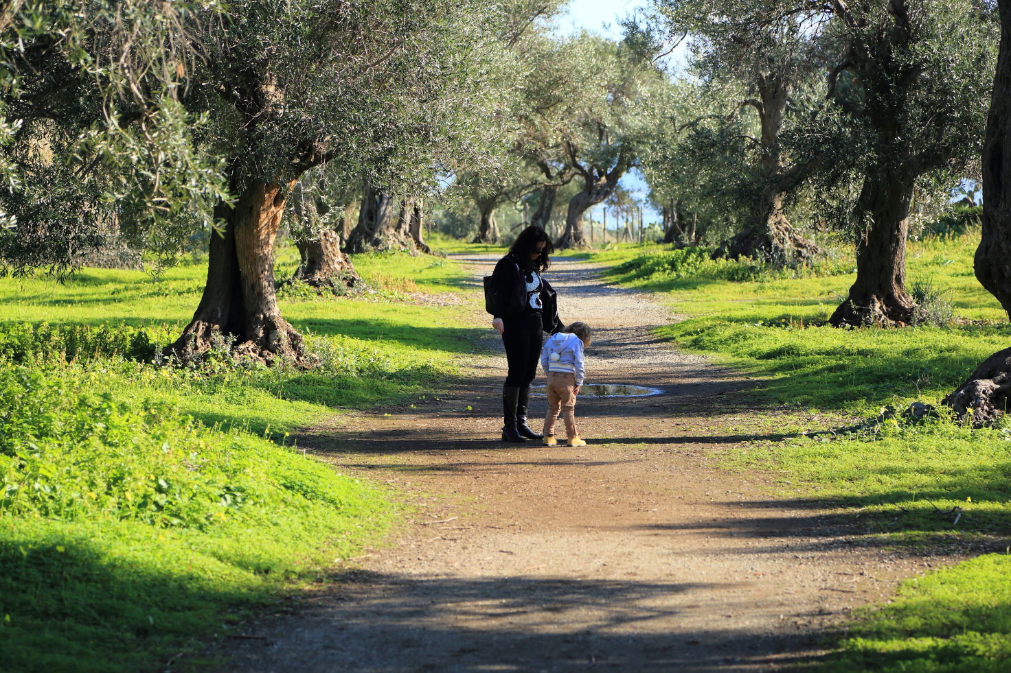 walk among the olive trees