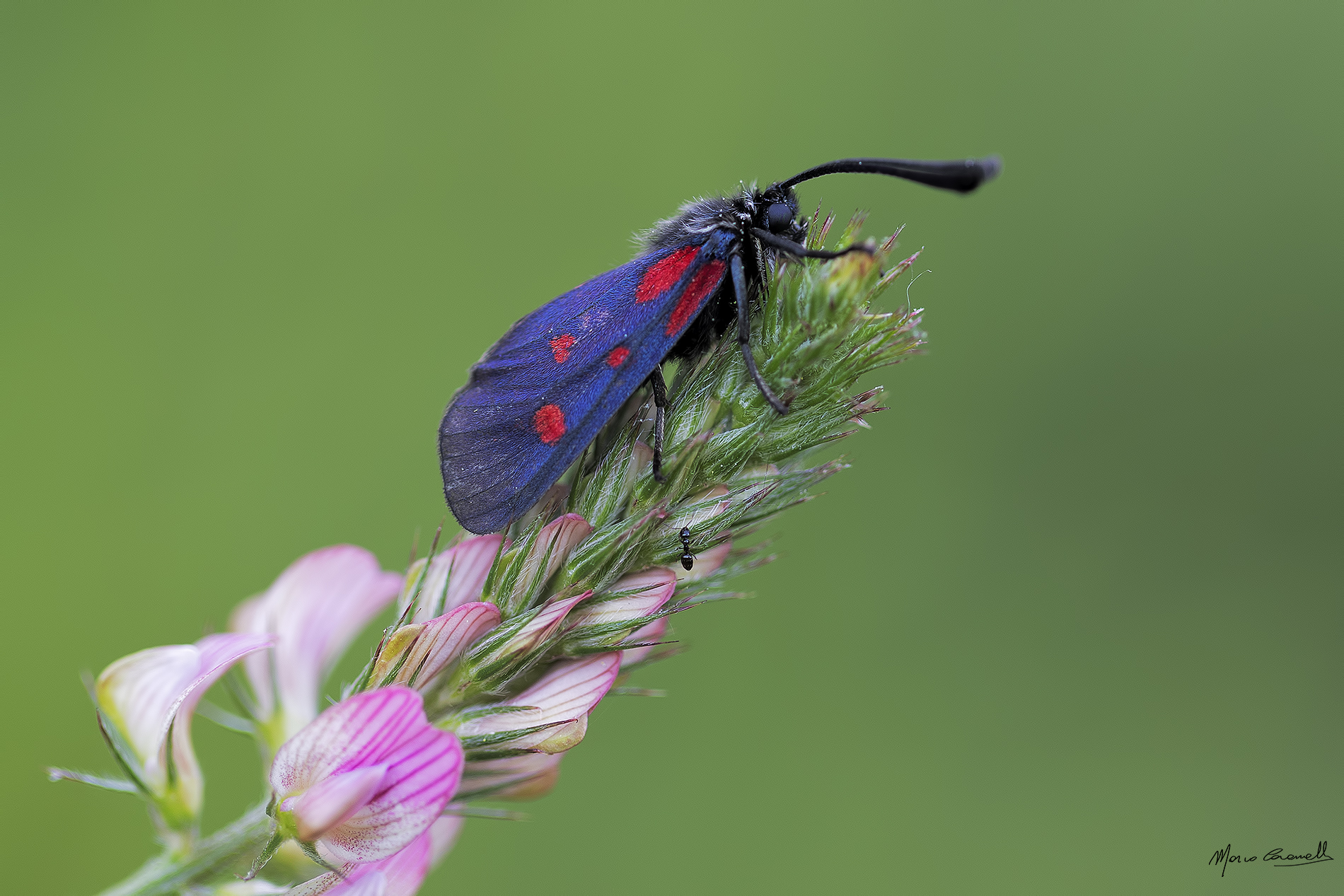 Zygaena.. Imperia 04/06/19
