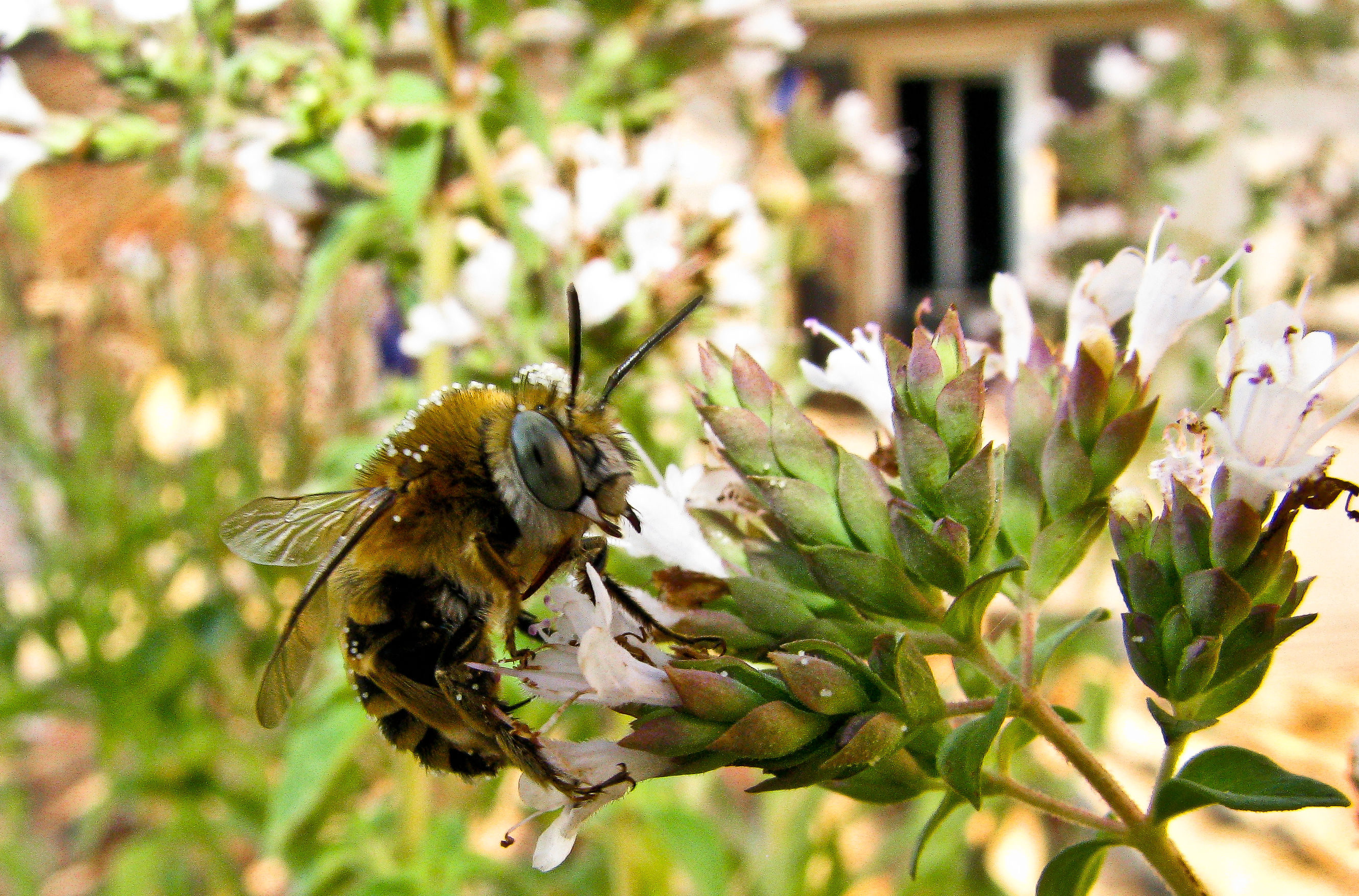Stasera pizza, porto io l'origano