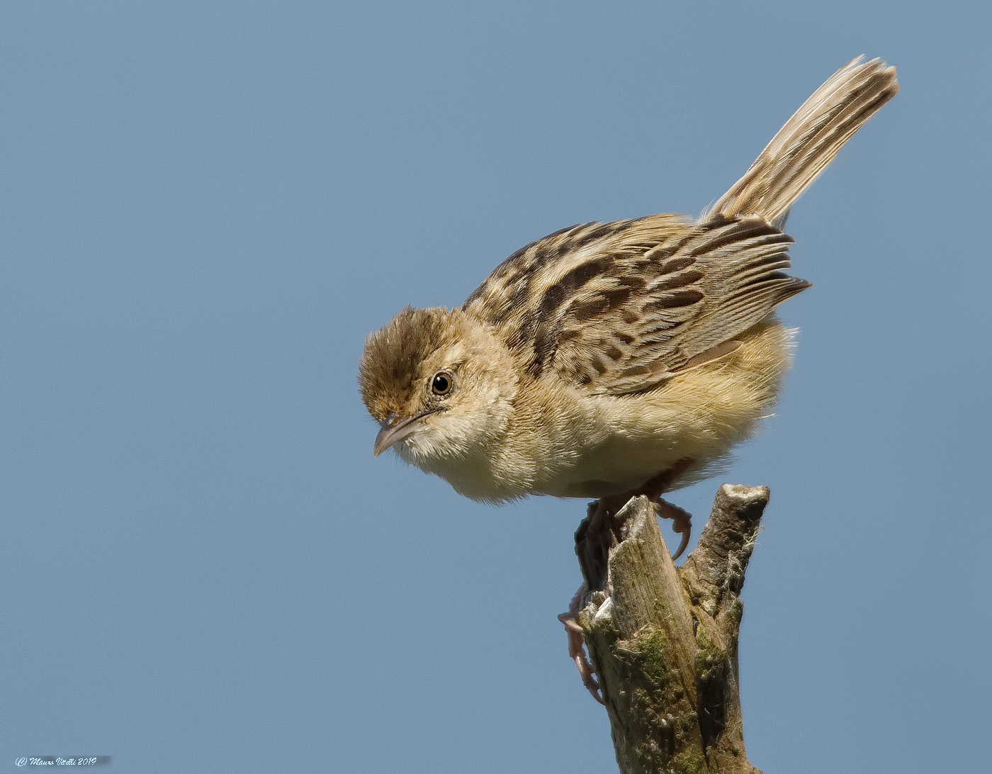 Beccamoschino (Cysticola Juncidis)