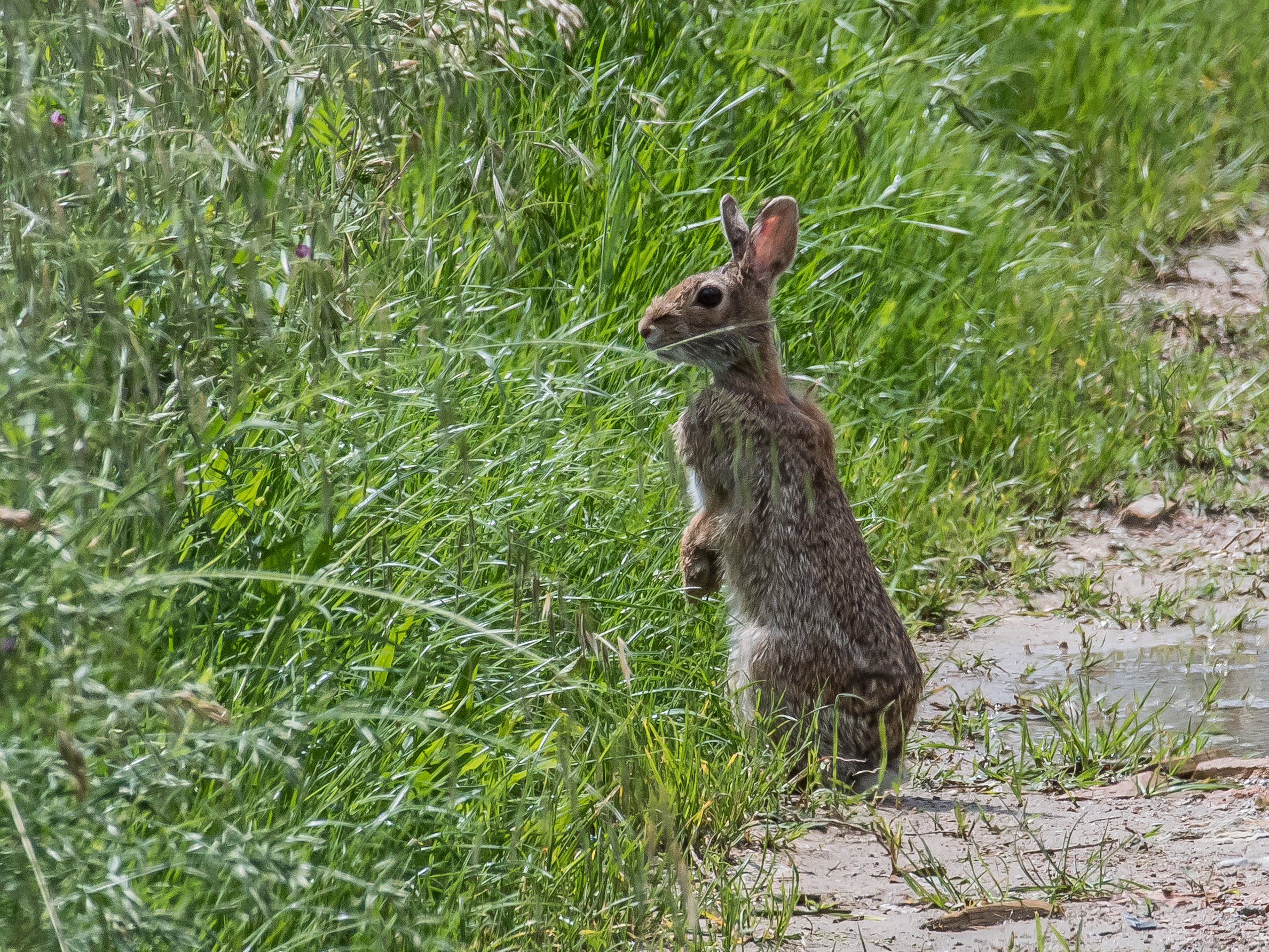 Mini Hare