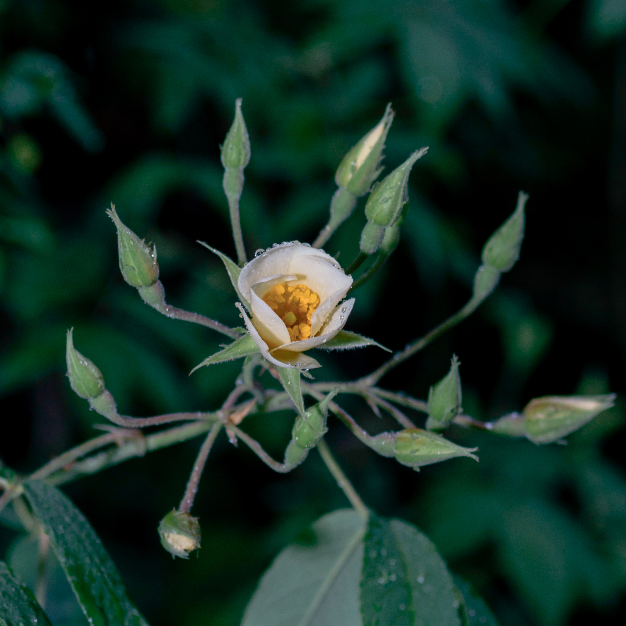 Rose selvagge a Naggar