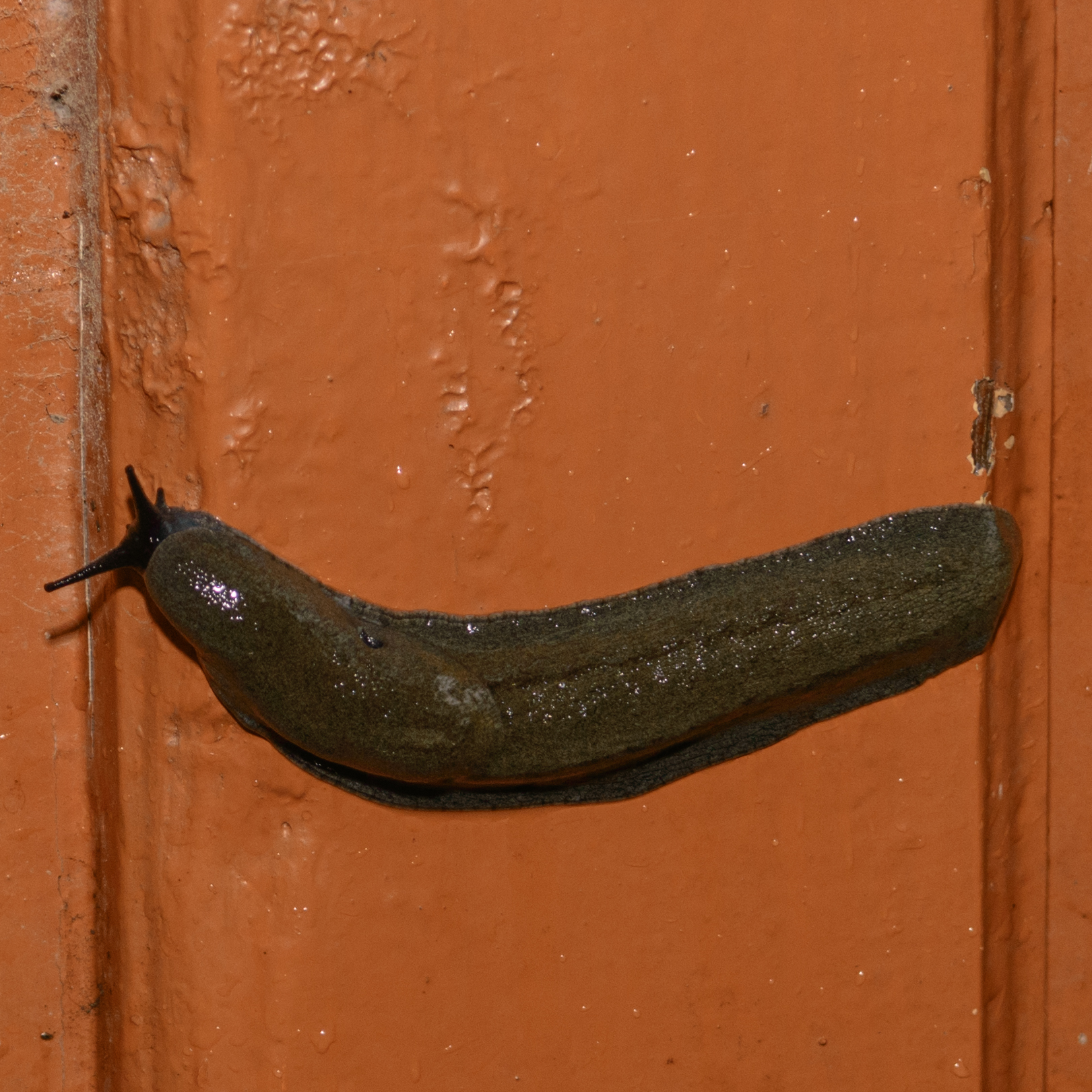 Gigante montagna sanguisuga a Naggar