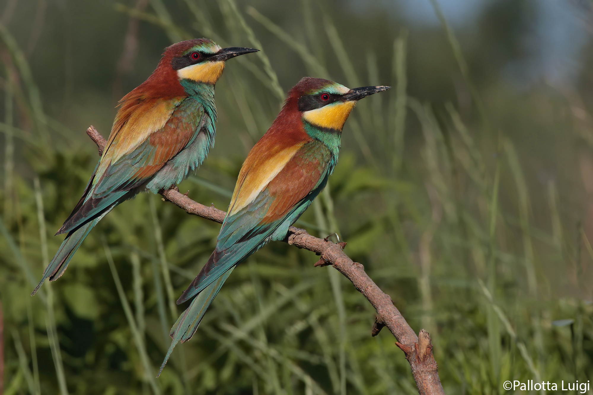 Gruccione (Merops apiaster)