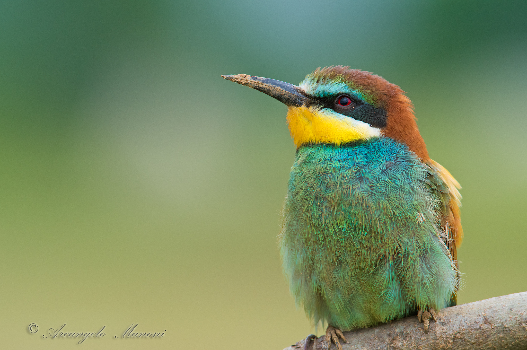 Il futuro con prole ti aspetta