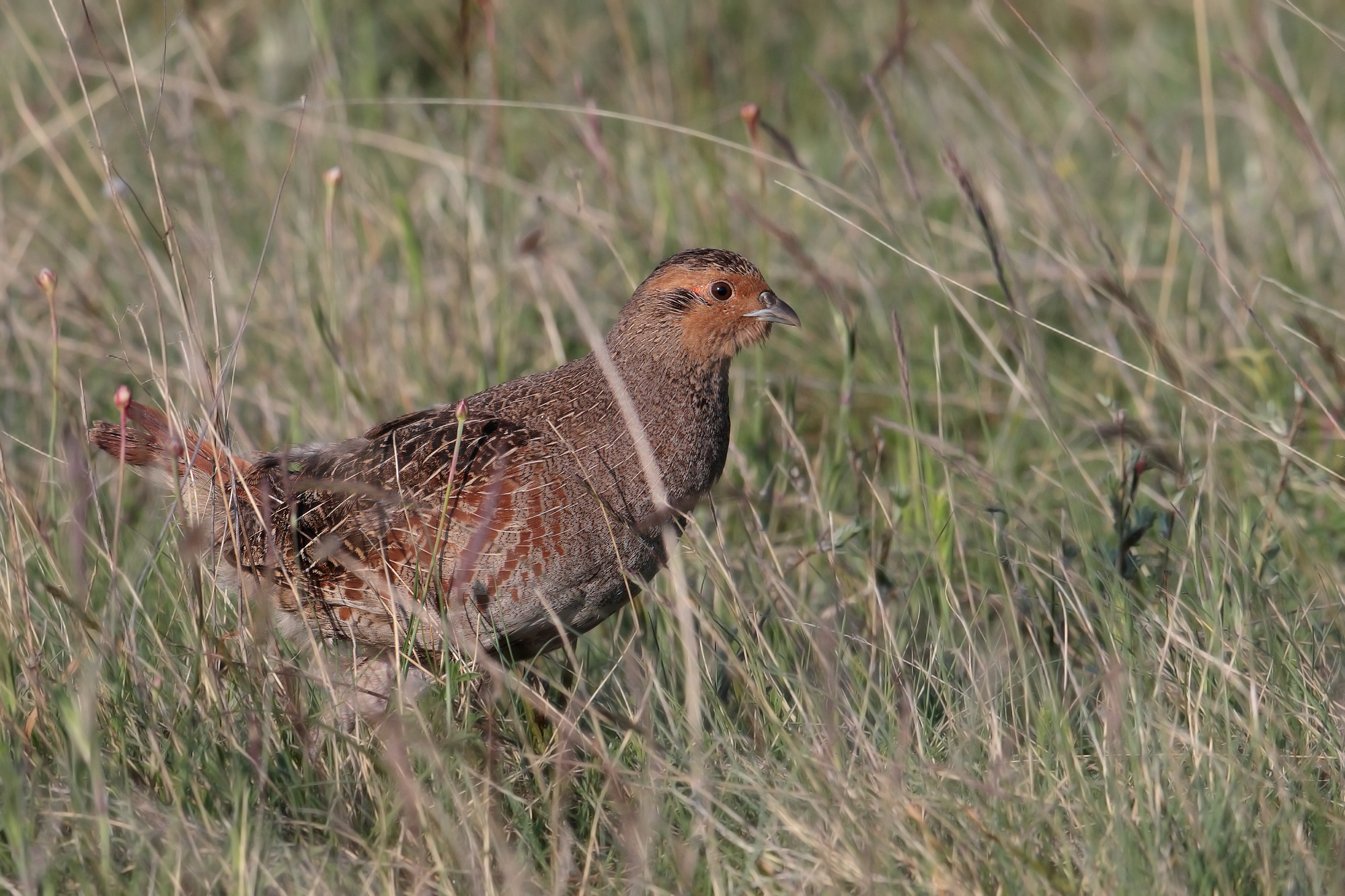 Partridge