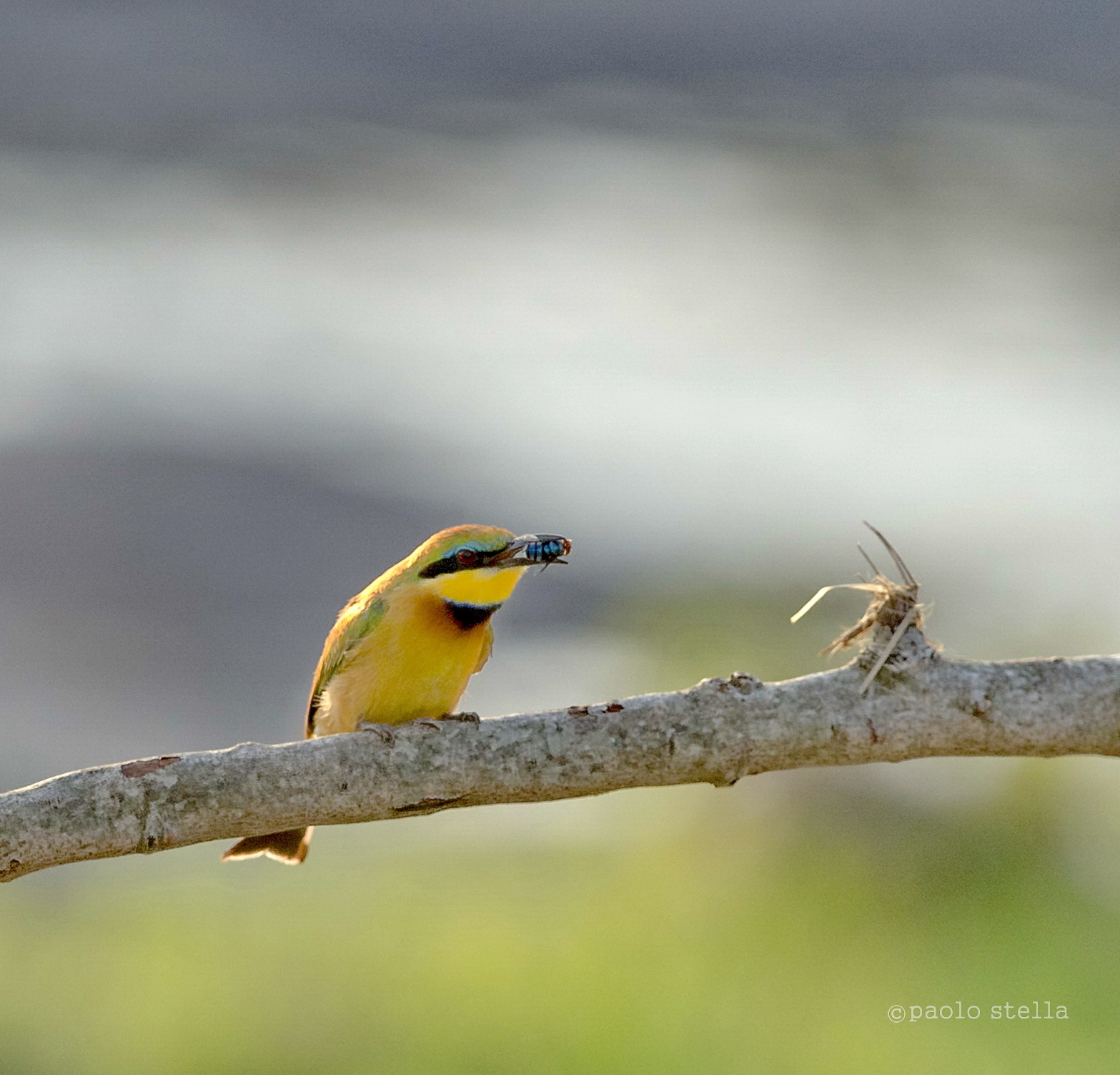 bee eater on a branch