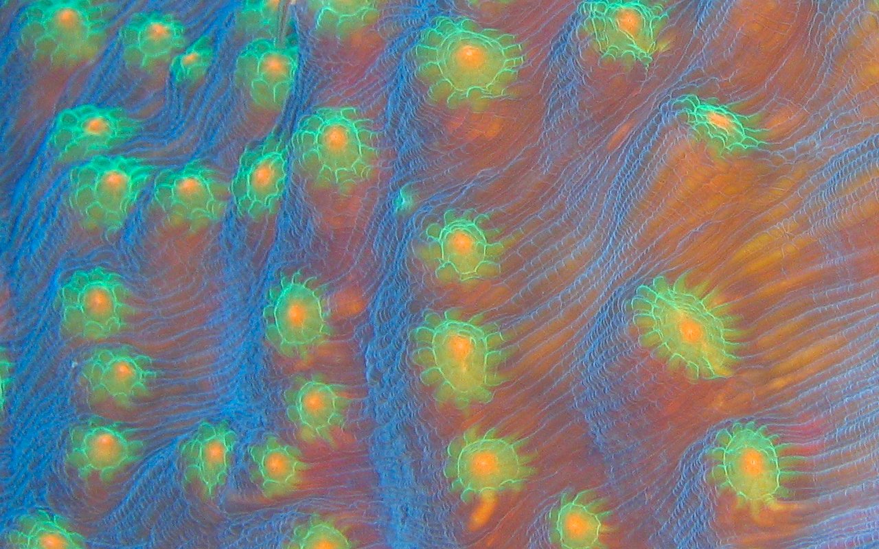 Corallo fosforescente  4