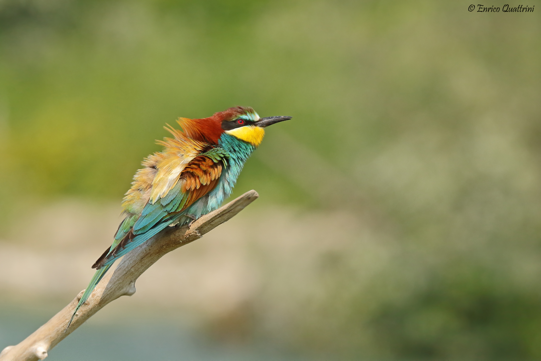 Bee-eater