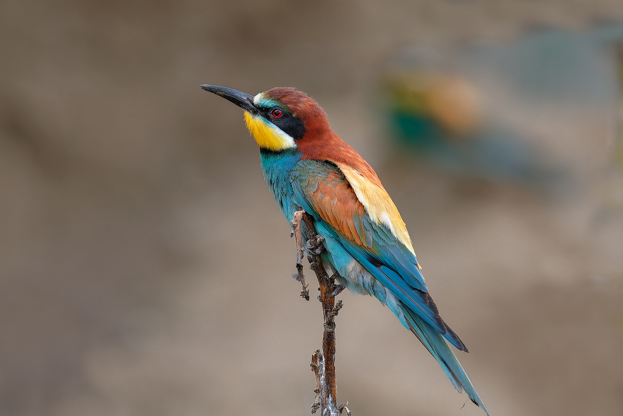 Bee-eater