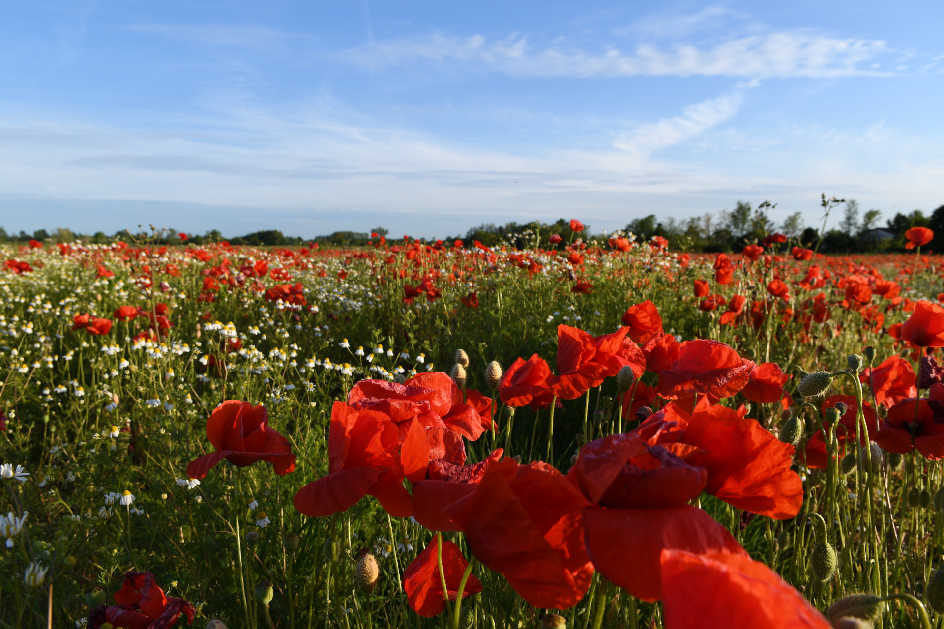 Poppies and Cammomilla
