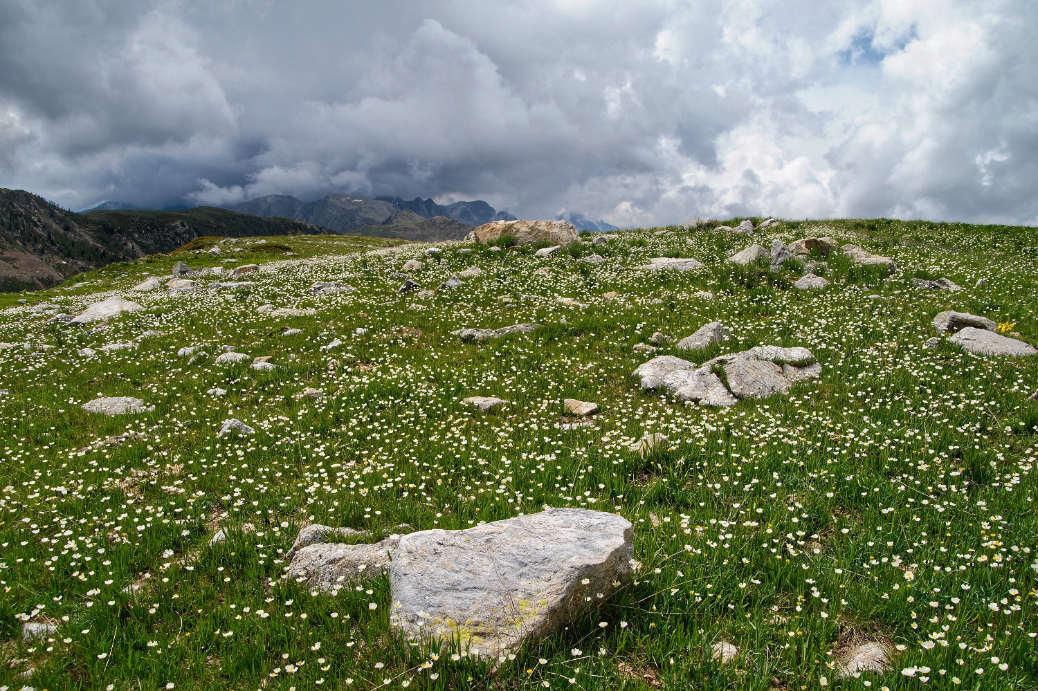 A myriad of plant stars
