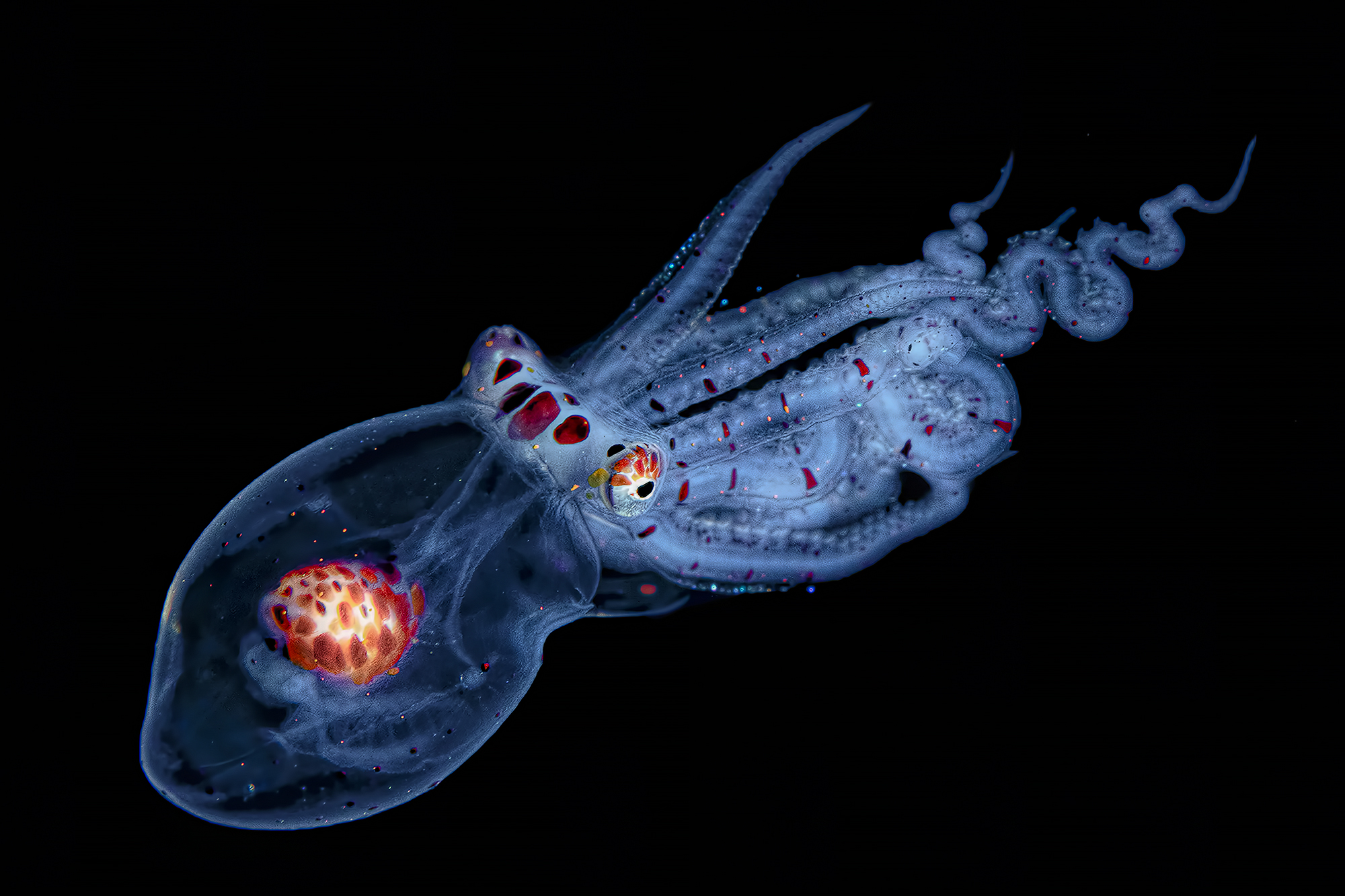 Torpedo "" "Wunderpus photogenicus Juvenile phase