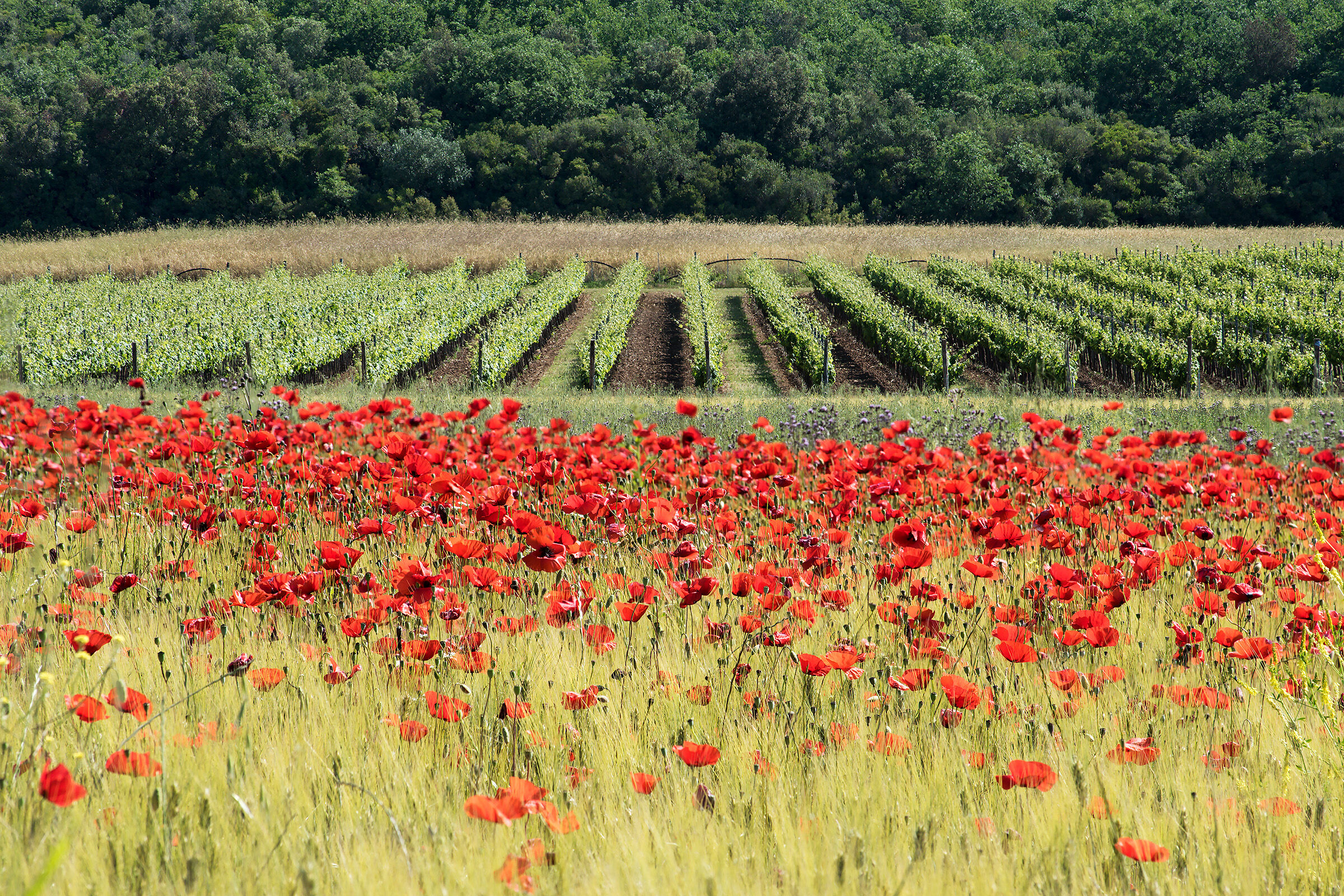 Lo sai che i papaveri....