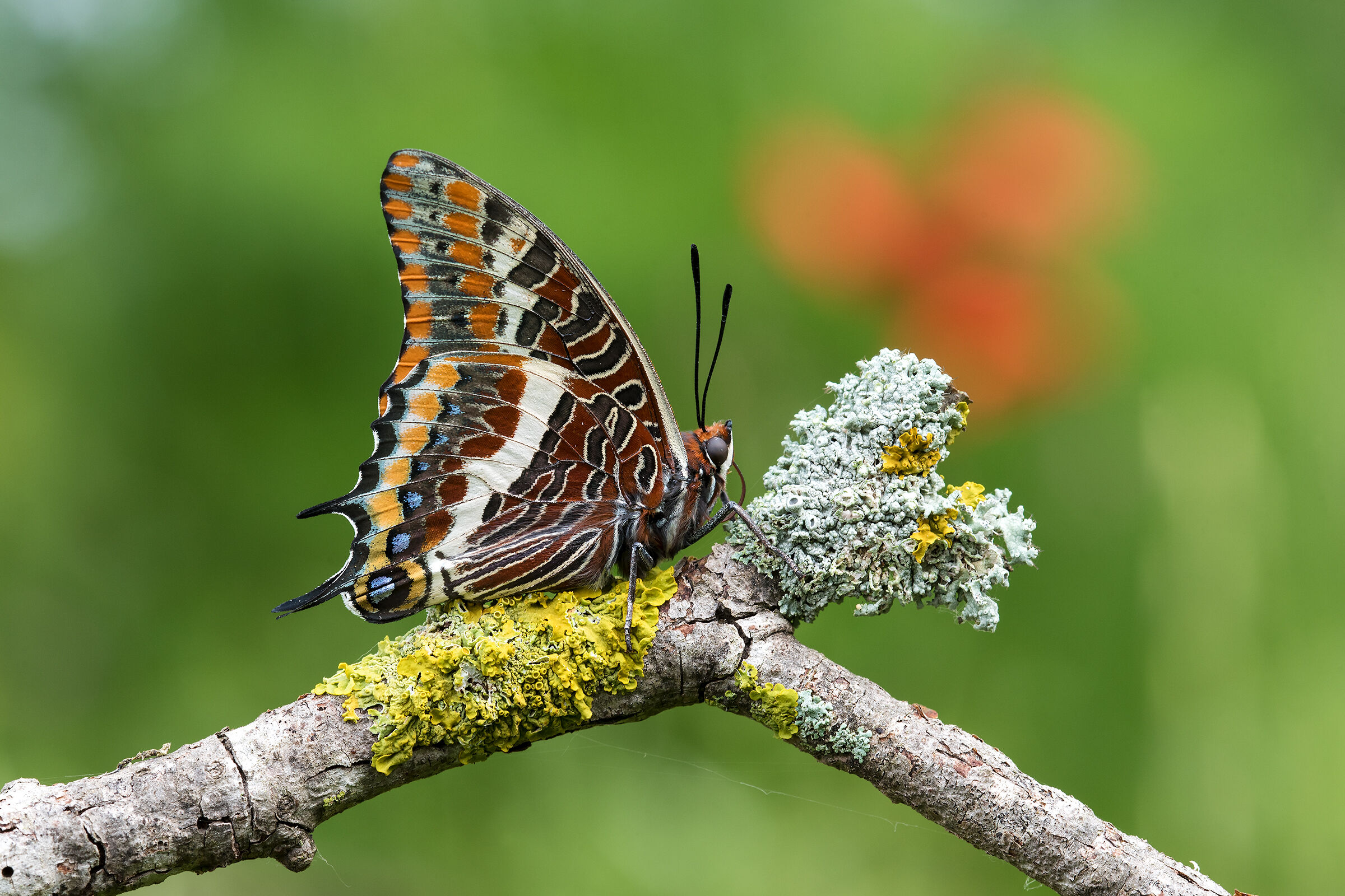 Farfalla del corbezzolo